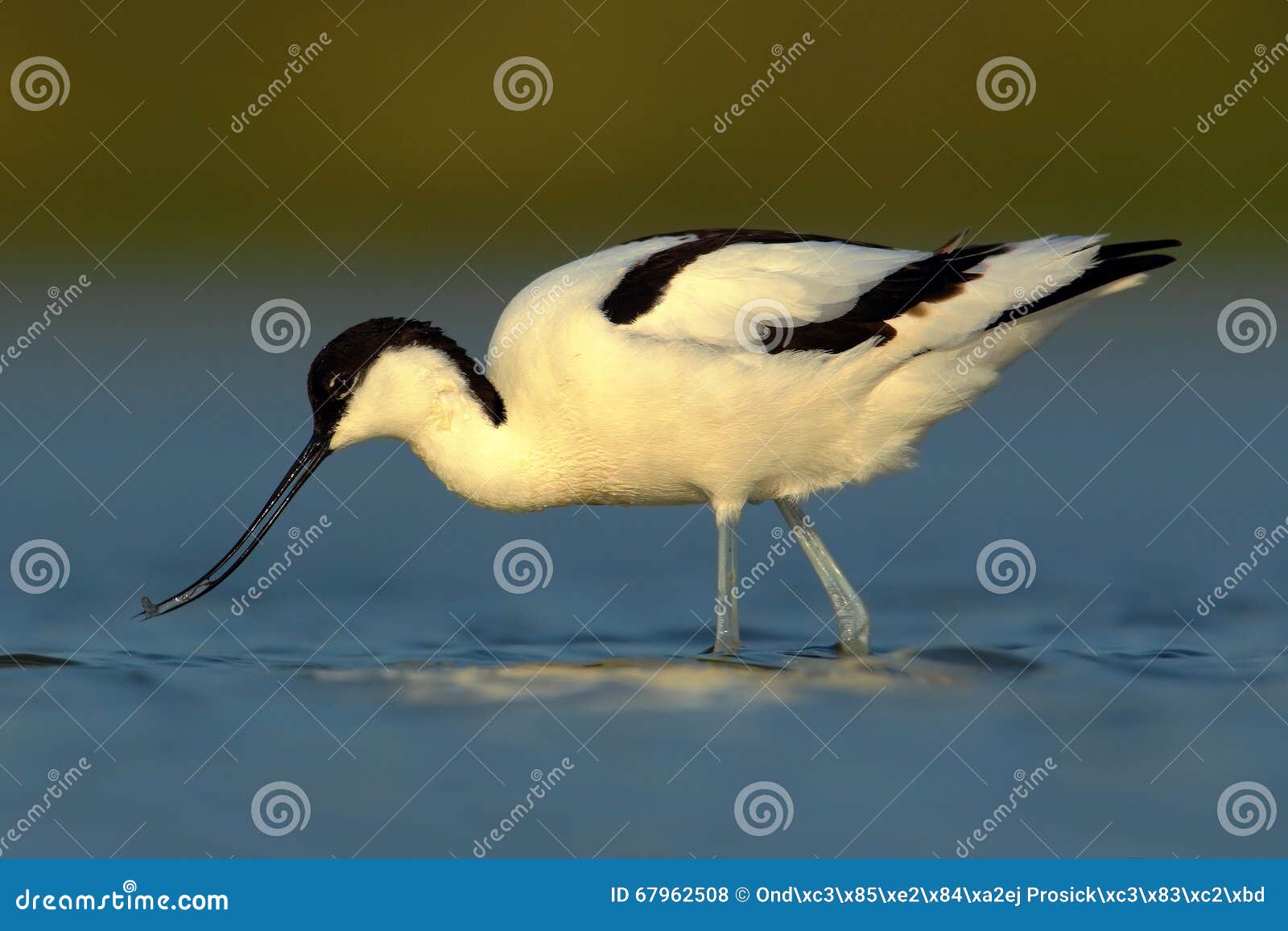 pied avocet, recurvirostra avosetta, black and white wader bird in blue water, submerged head, france
