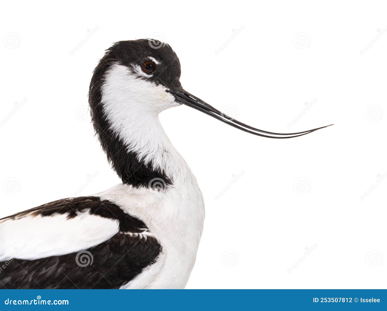 pied avocet, recurvirostra avosetta,  black and white wader, stilt family