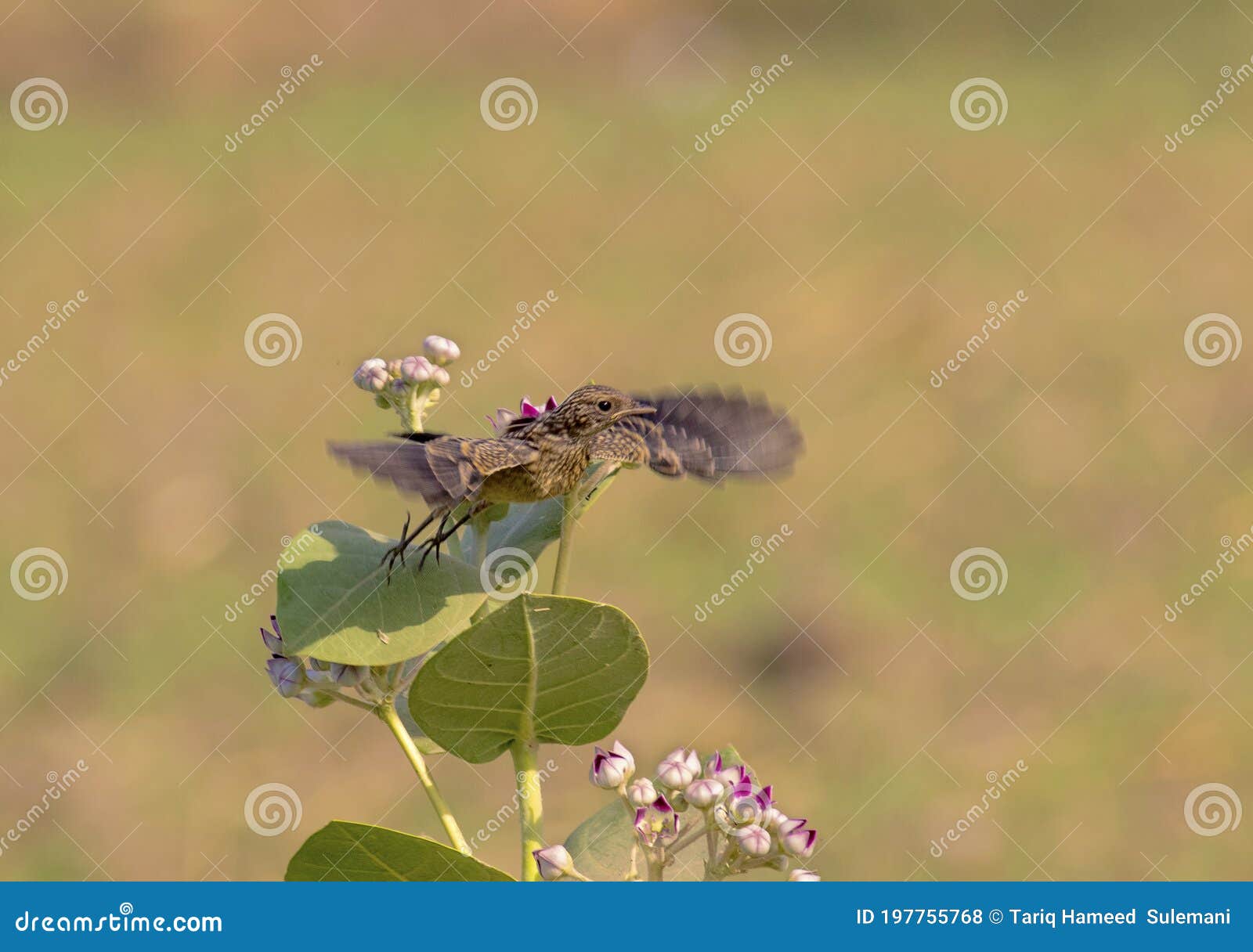 pied bush chat taking off from flower  in morning light in wildlife aerea in punjab pakistan