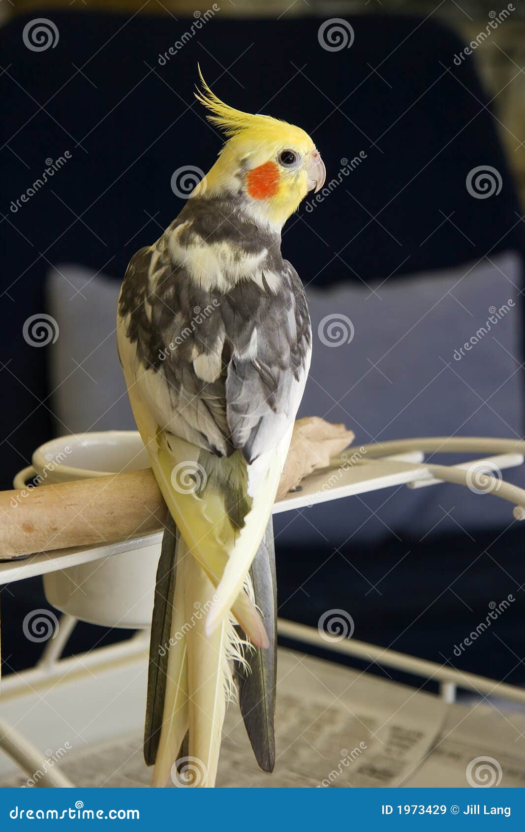 pied cockatiel