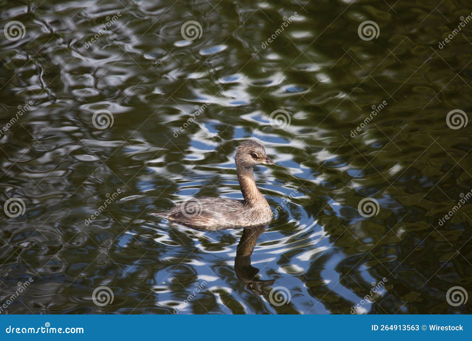 Piedeyed Grebe in a Pond with Reflections on the Water Stock Image