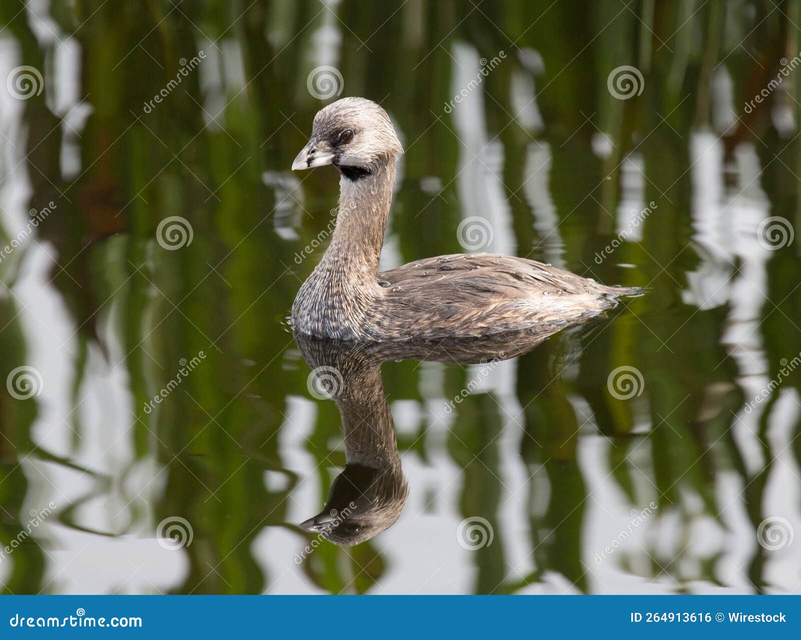 Piedeyed Grebe in a Pond with Reflections on the Water Stock Photo