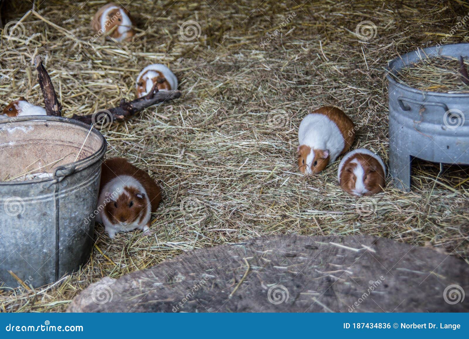 Pied Guinea Pigs in the Straw Stock Photo Image of south, children