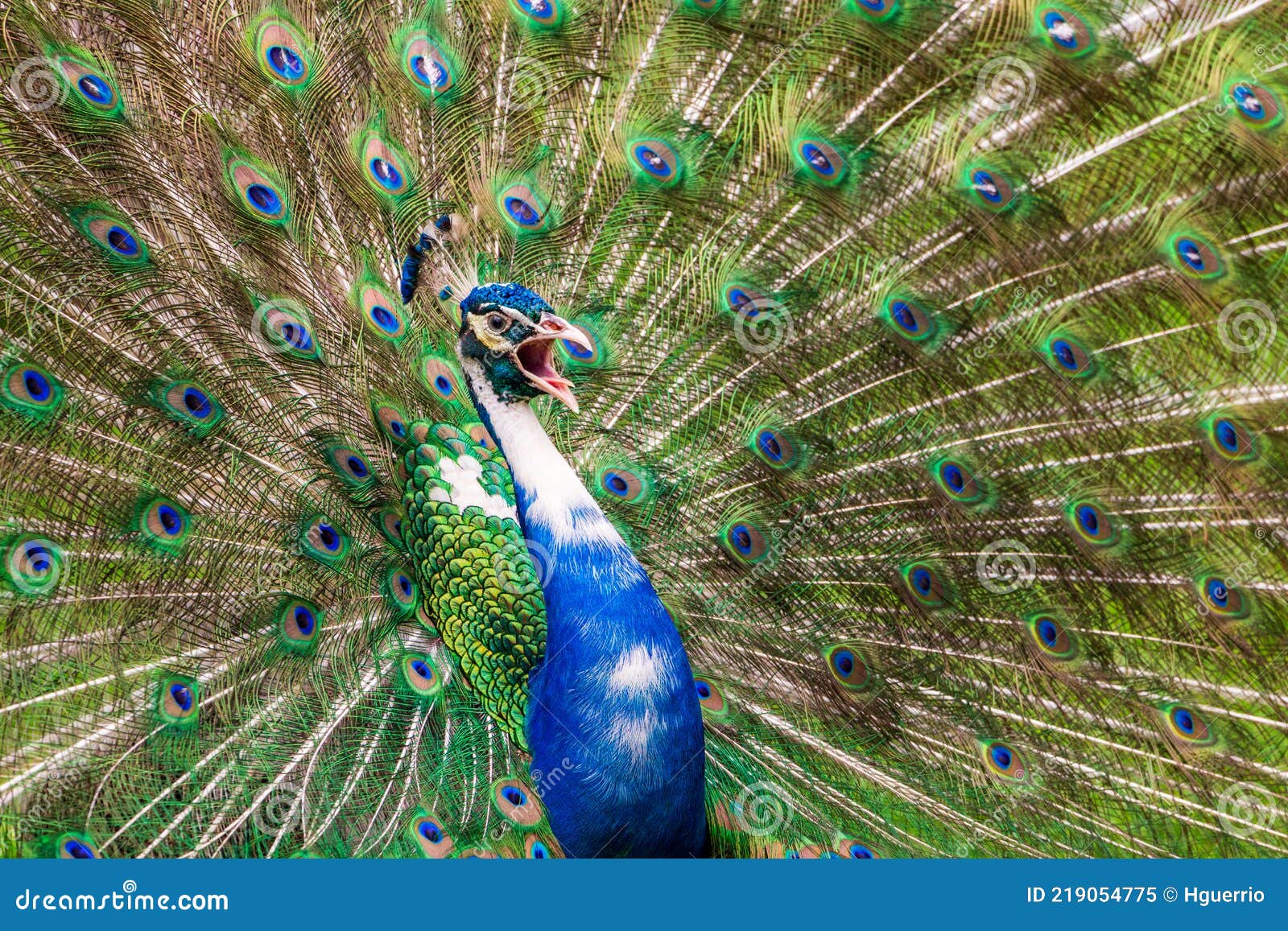 pied peacock / indian peafowl pavo cristatus with white coloring, calling and displaying tail feathers - florida, usa