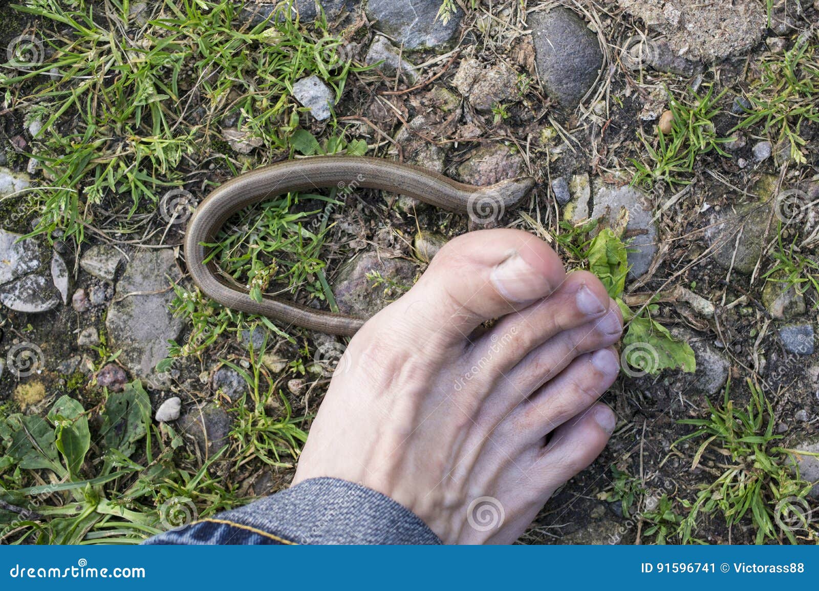 Piede nudo sul serpente immagine stock. Immagine di umano 91596741