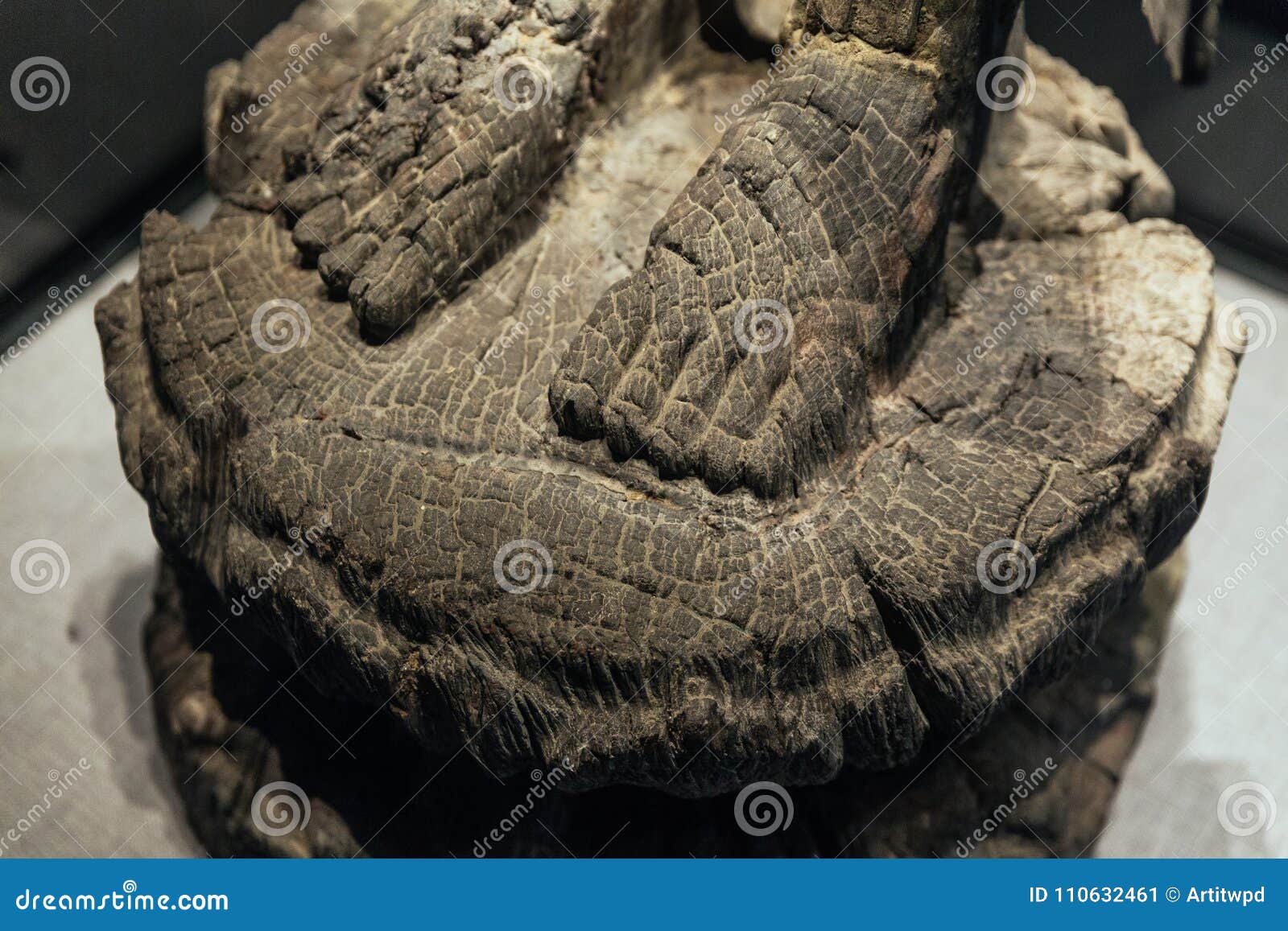 Piedi antichi della statua di legno incrinata di Buddha nel museo nazionale di storia vietnamita a Hanoi, Vietnam