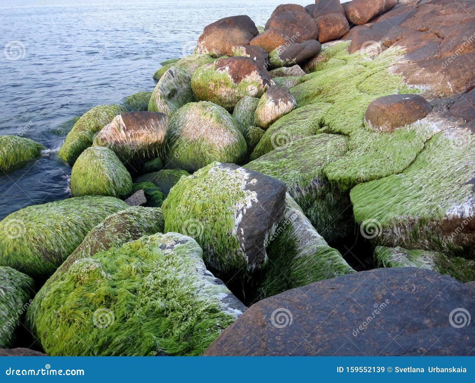 Piedras Recubiertas De Algas En El Mar, Cerca Del Musgo Marino Verde Imagen  de archivo - Imagen de fresco, crecimiento: 159552139