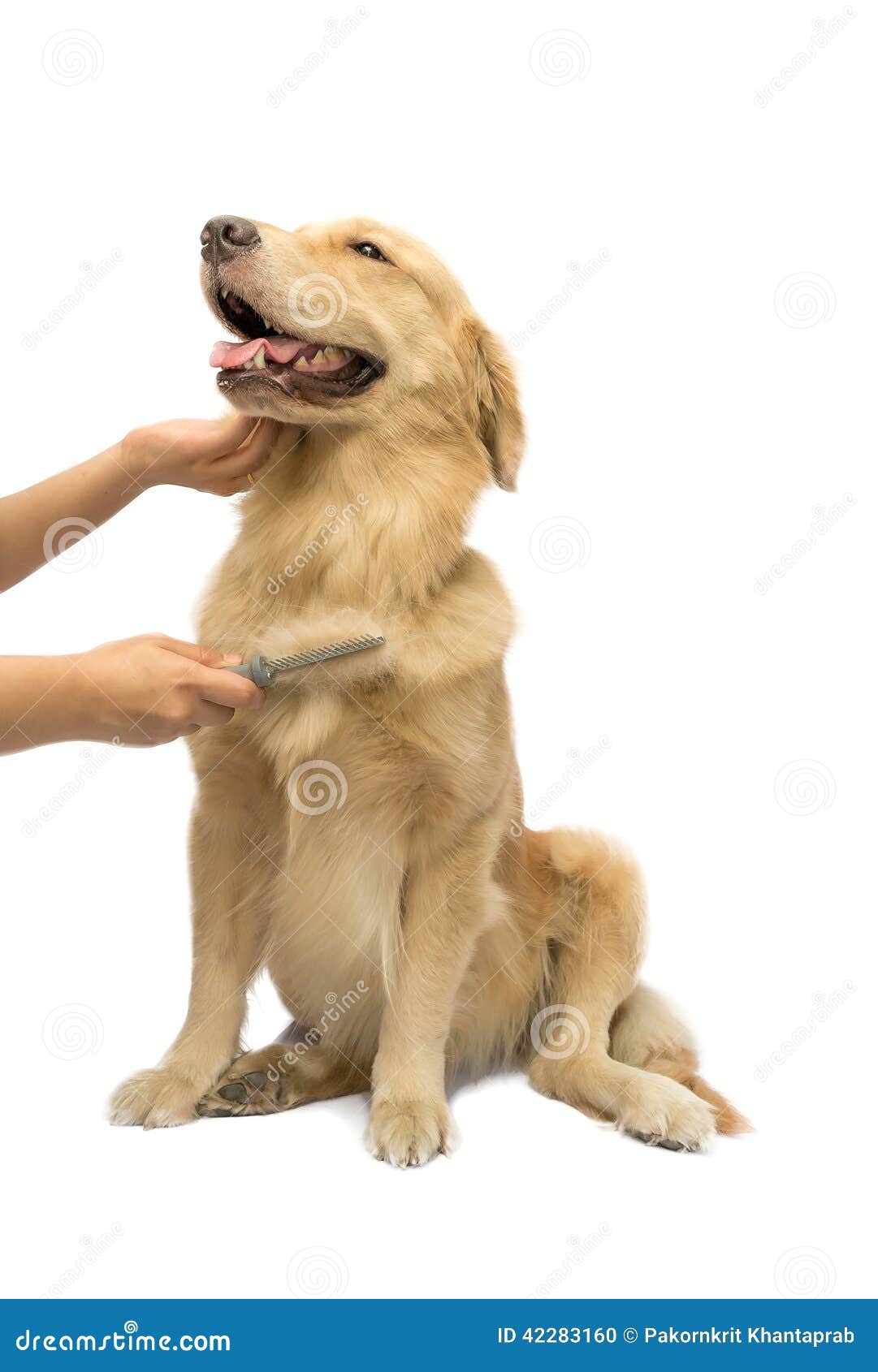 Piel De Cepillado Del Golden Retriever Foto de archivo  Imagen de  lifestyle felicidad 42283160