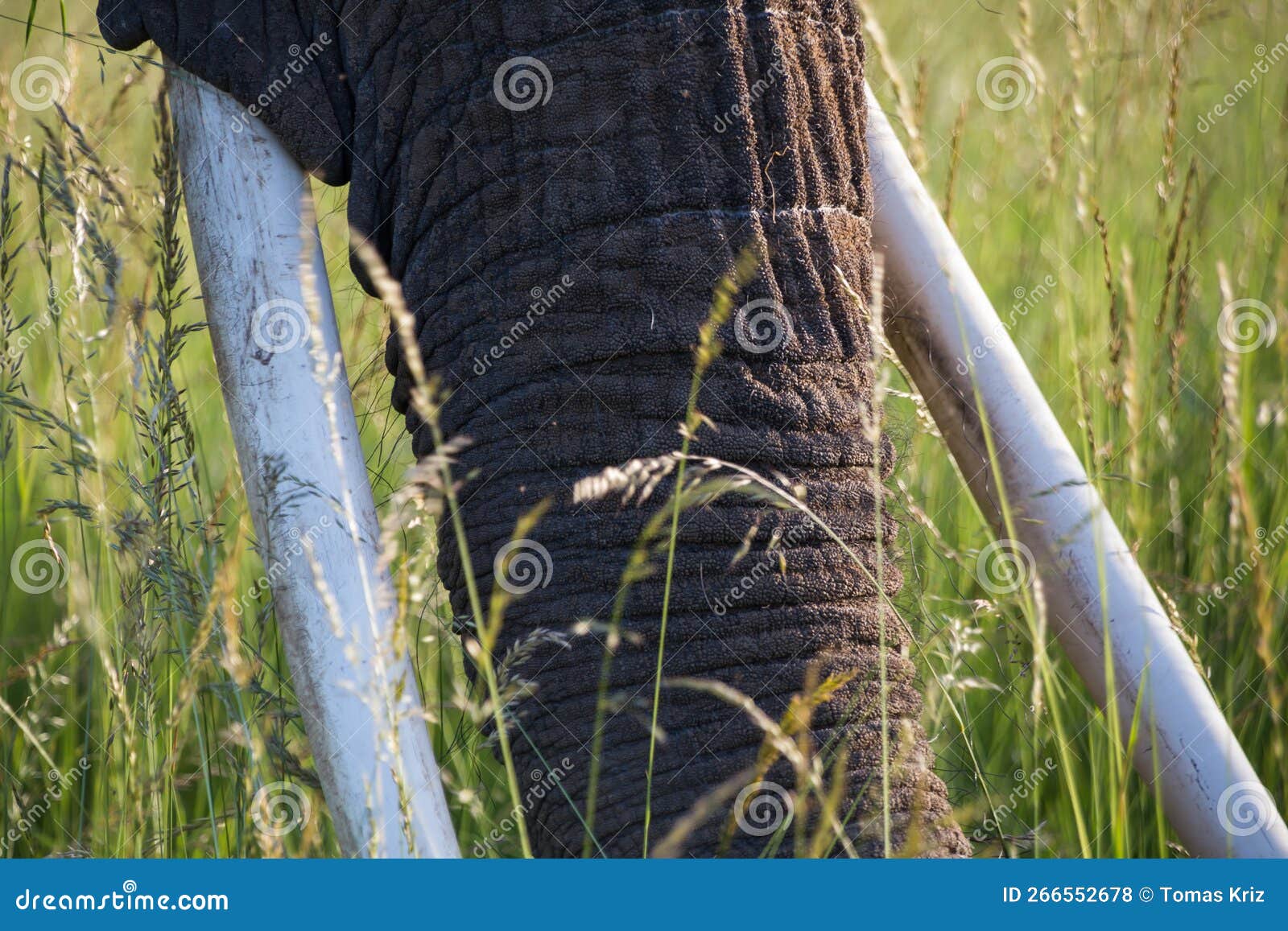 Piel de elefante arrugada foto de archivo. Imagen de fuerte - 266552678