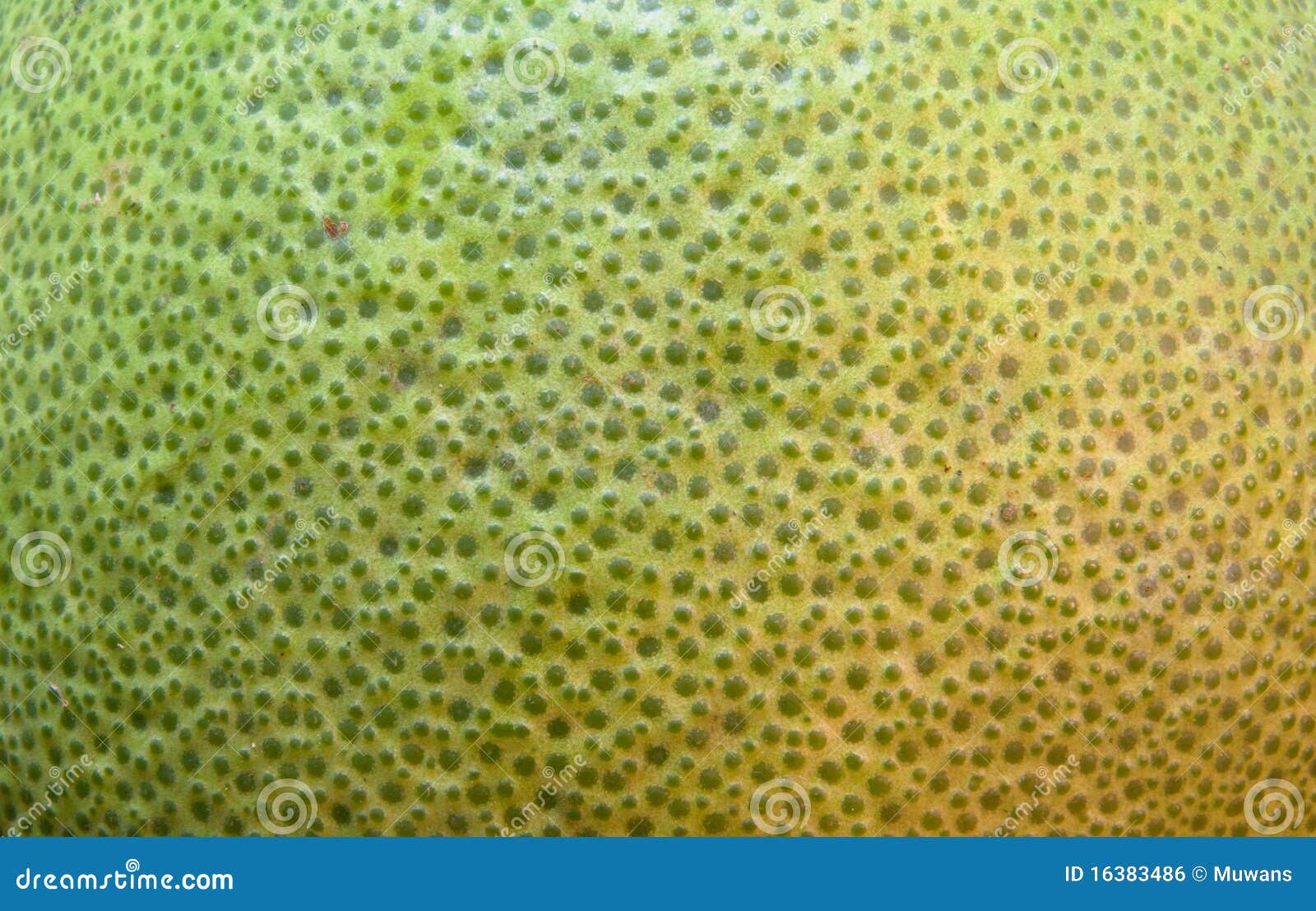 Piel del pomelo foto de archivo. Imagen de sano, dulce 16383486