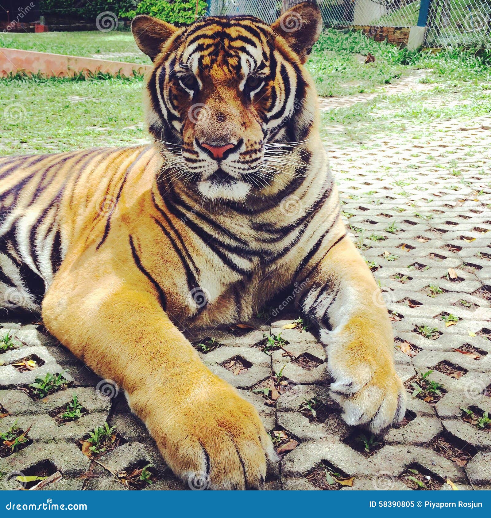 Pienso que veo el desayuno allá. Tigre de Bengala en el reino del tigre