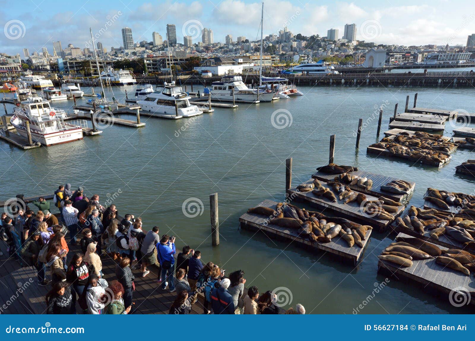 PIER 39  The Marine Mammal Center