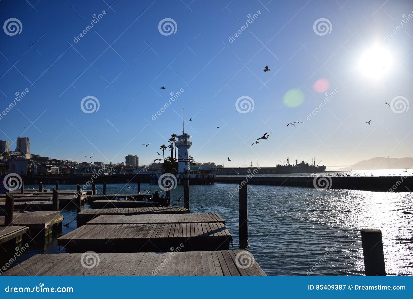 pier 39 in san francisco during a sunny cloudless day with seals and seagulls
