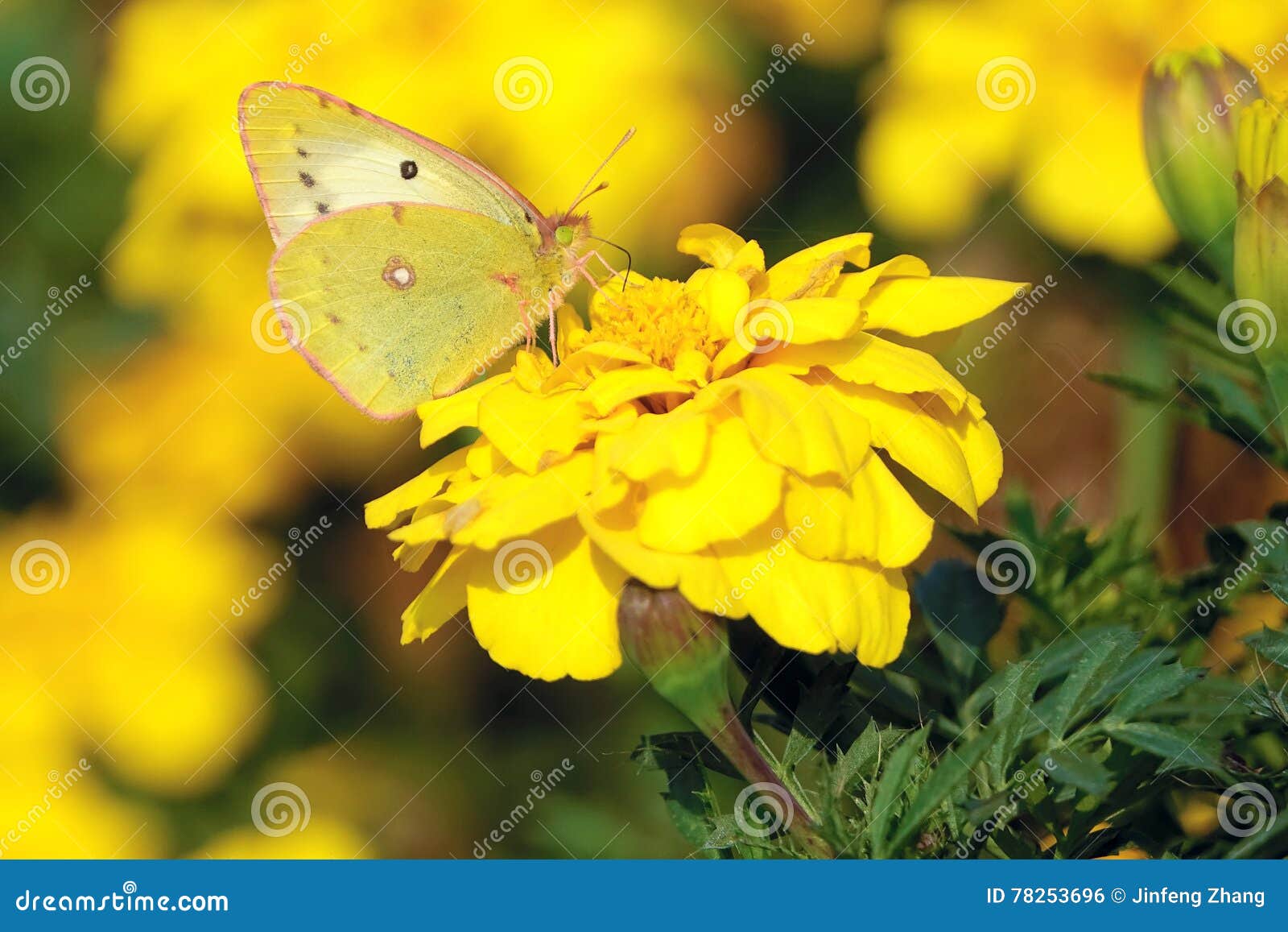 pieridae butterfly