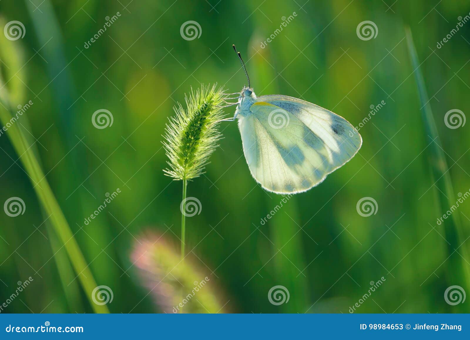 pieridae butterfly