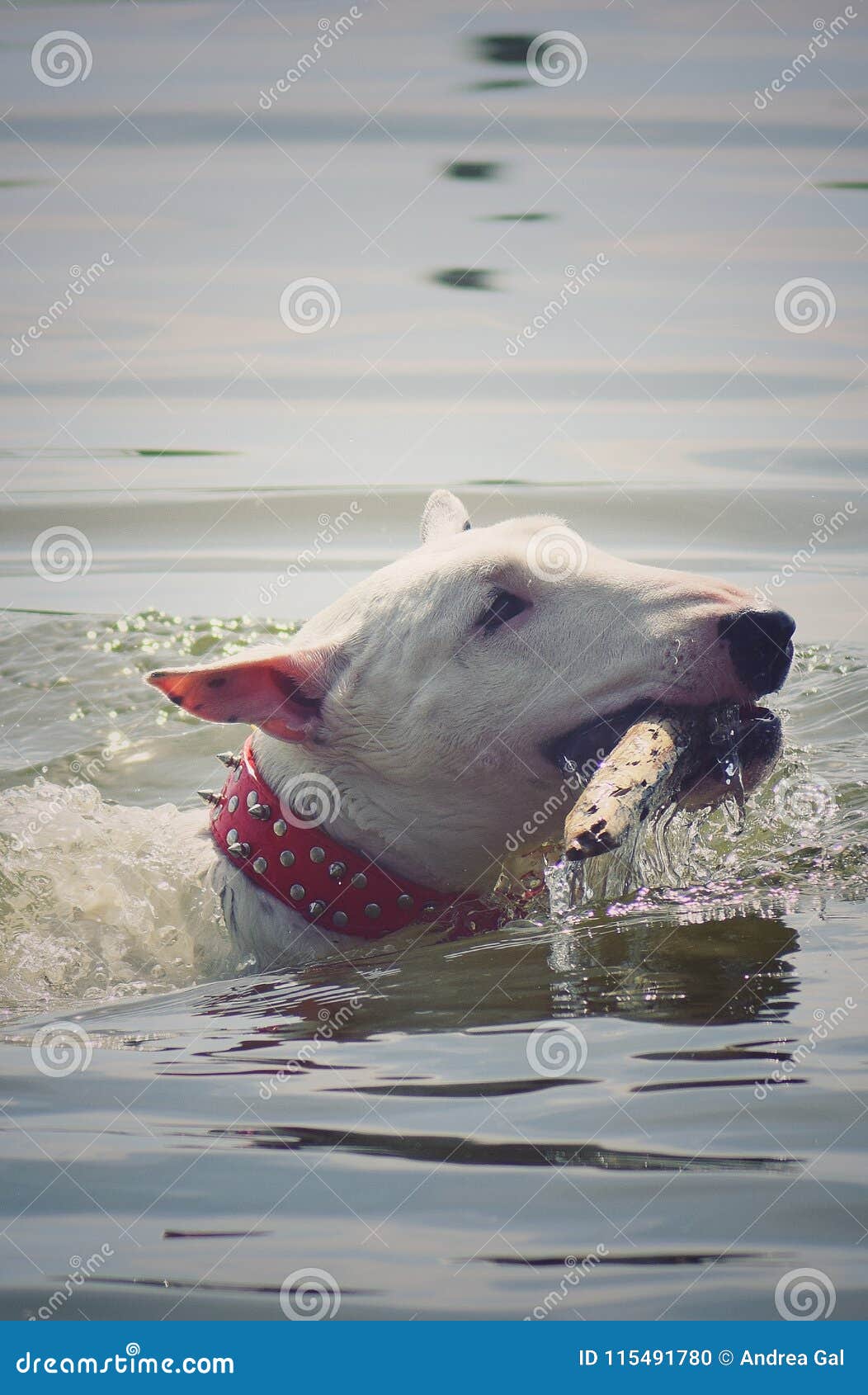 Pies na wodzie