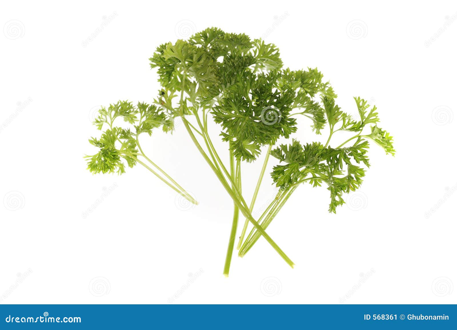 Pietruszka obraz stock. Obraz złożonej z warzywo, składnik 568361