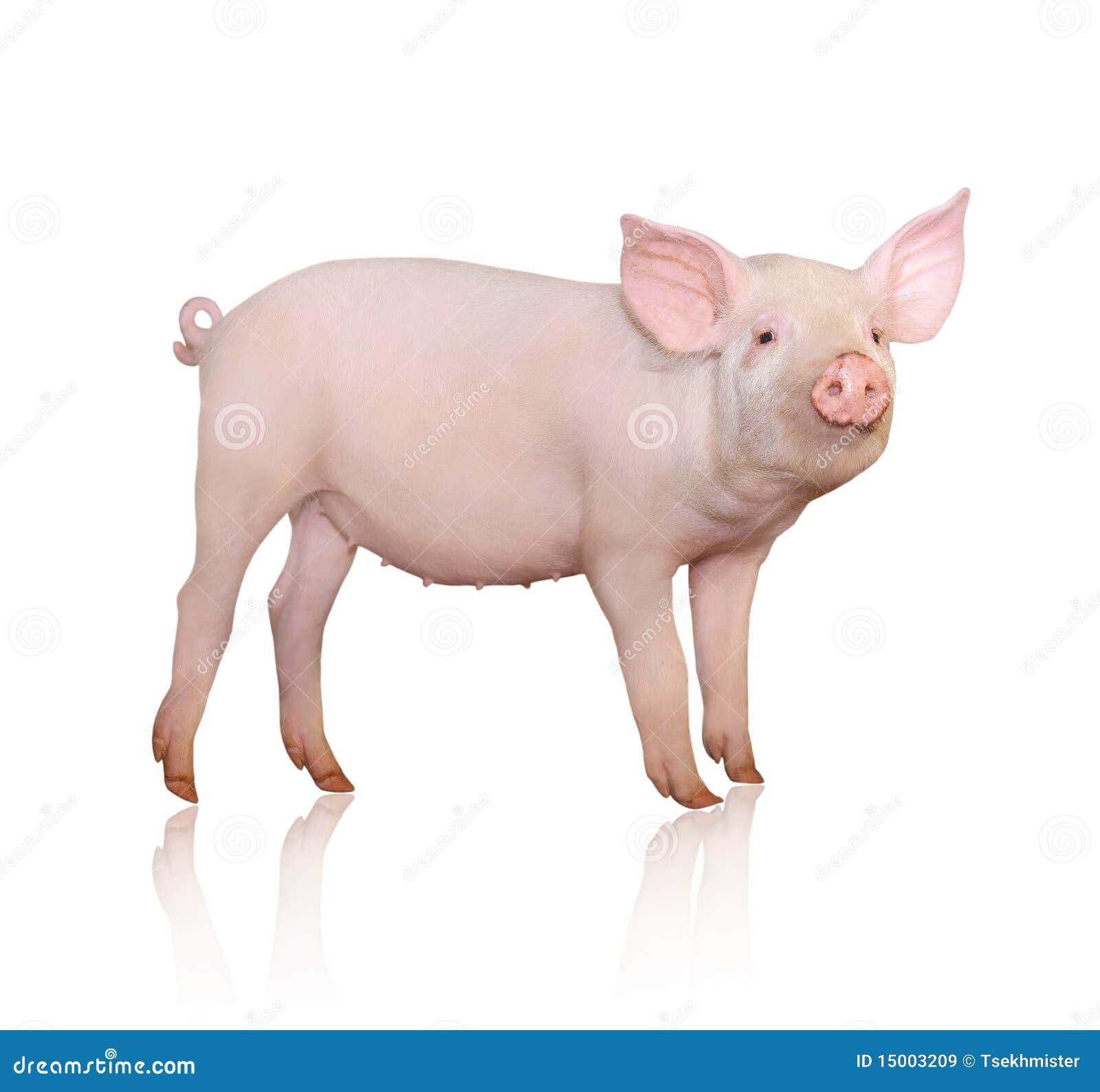 pig