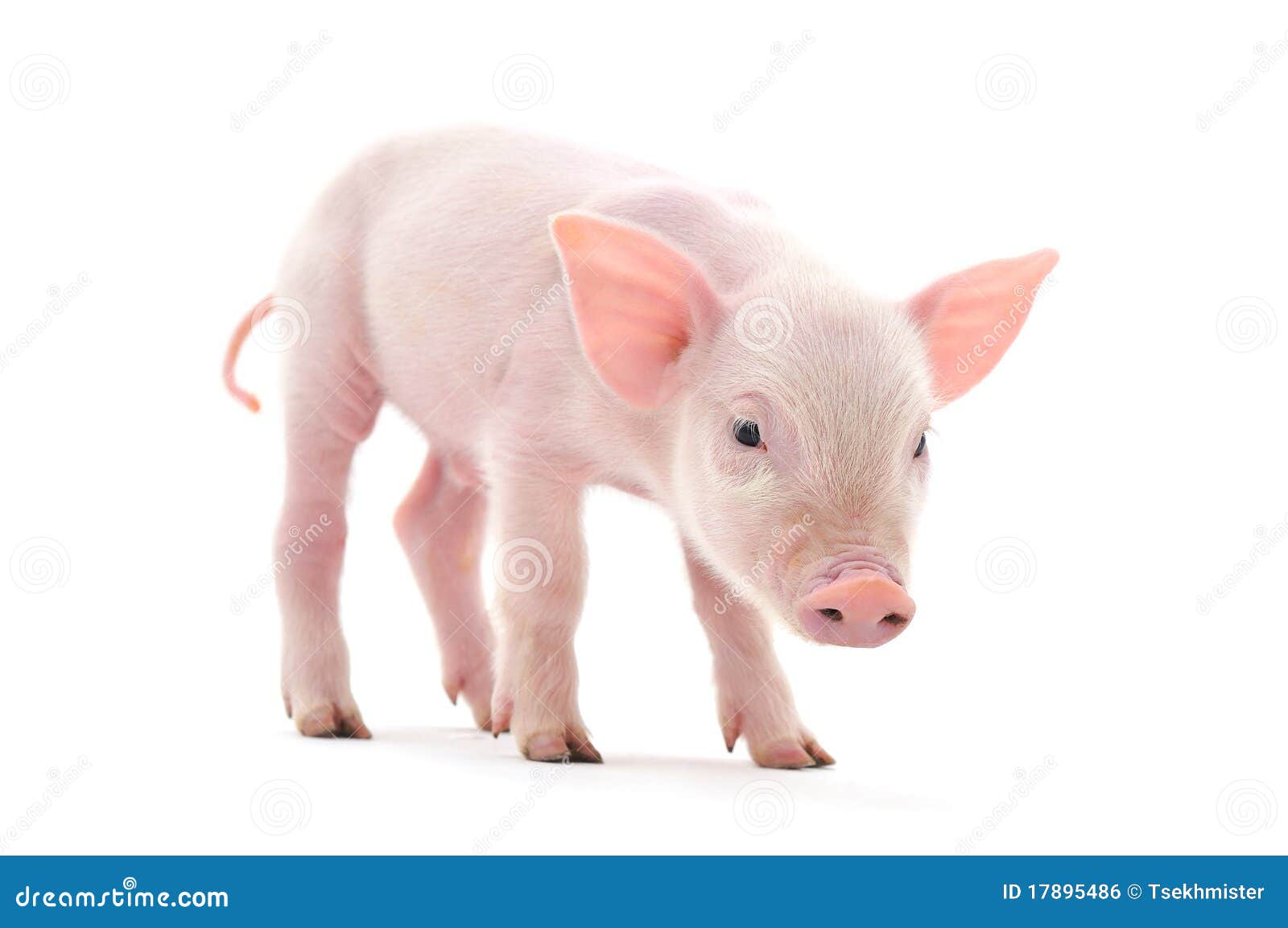 pig