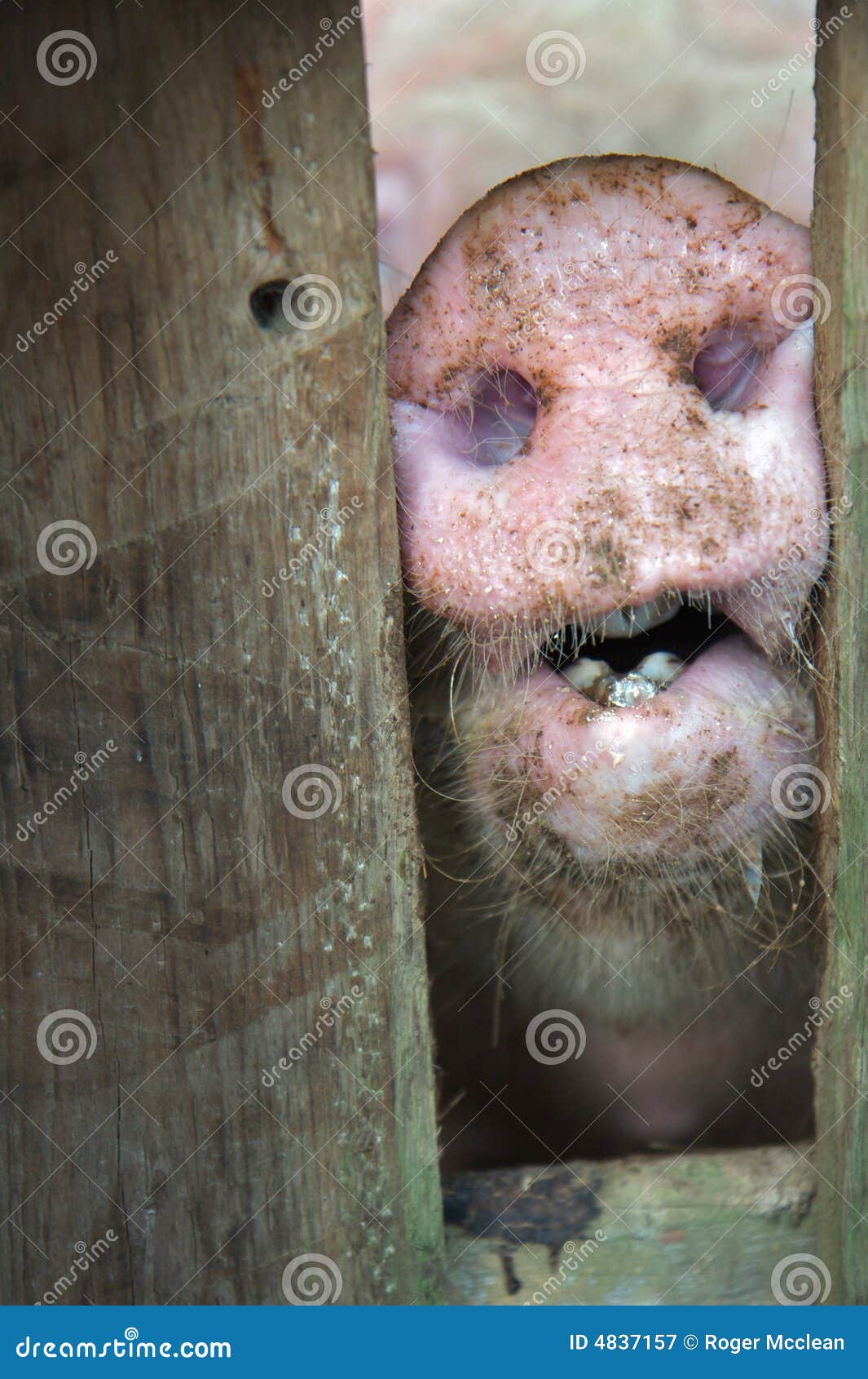 Pig in stock image. Image of hairs, large, wood, pork 4837157