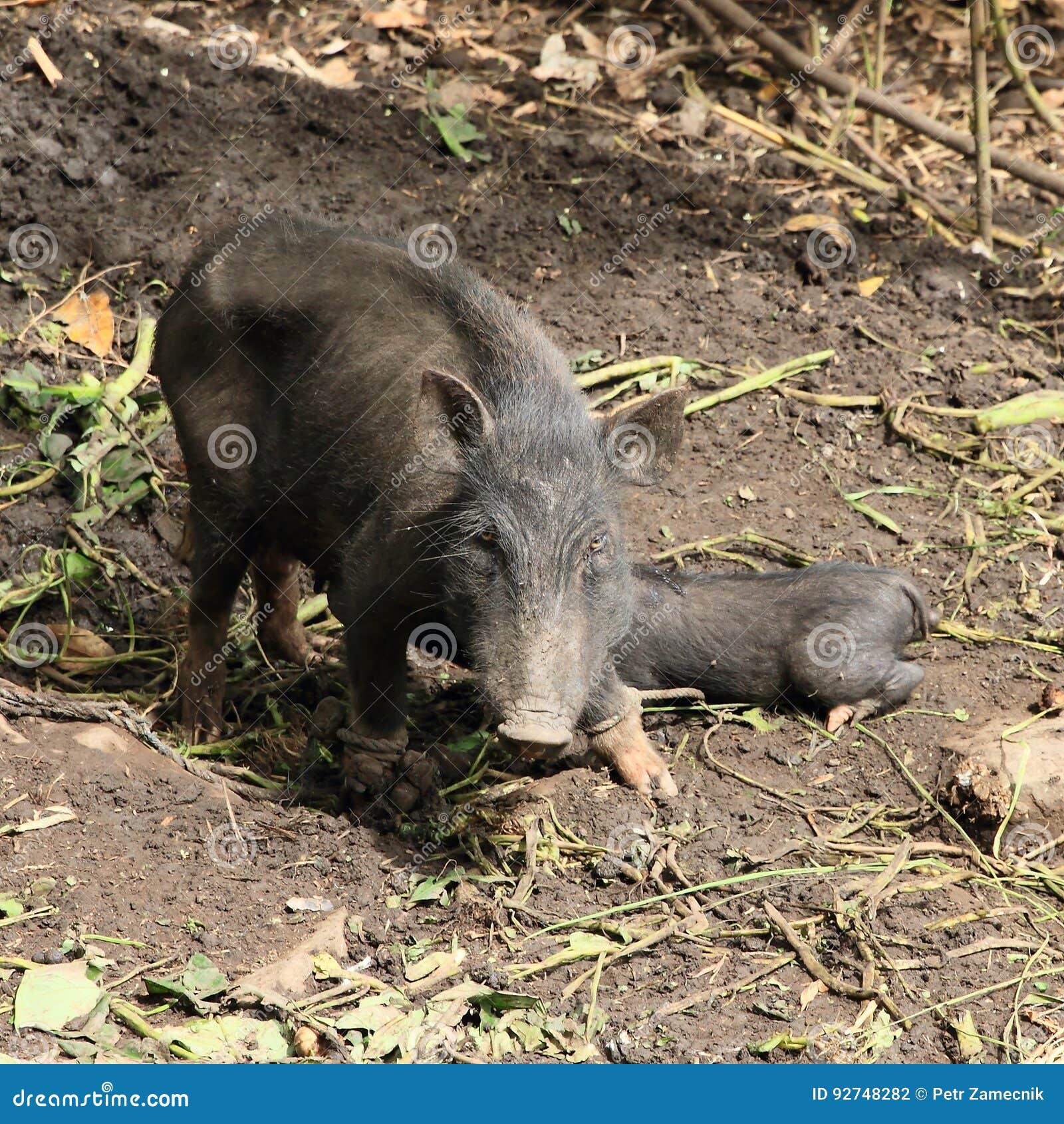 A pig with a bark stock photo. Image of animal, black 92748282