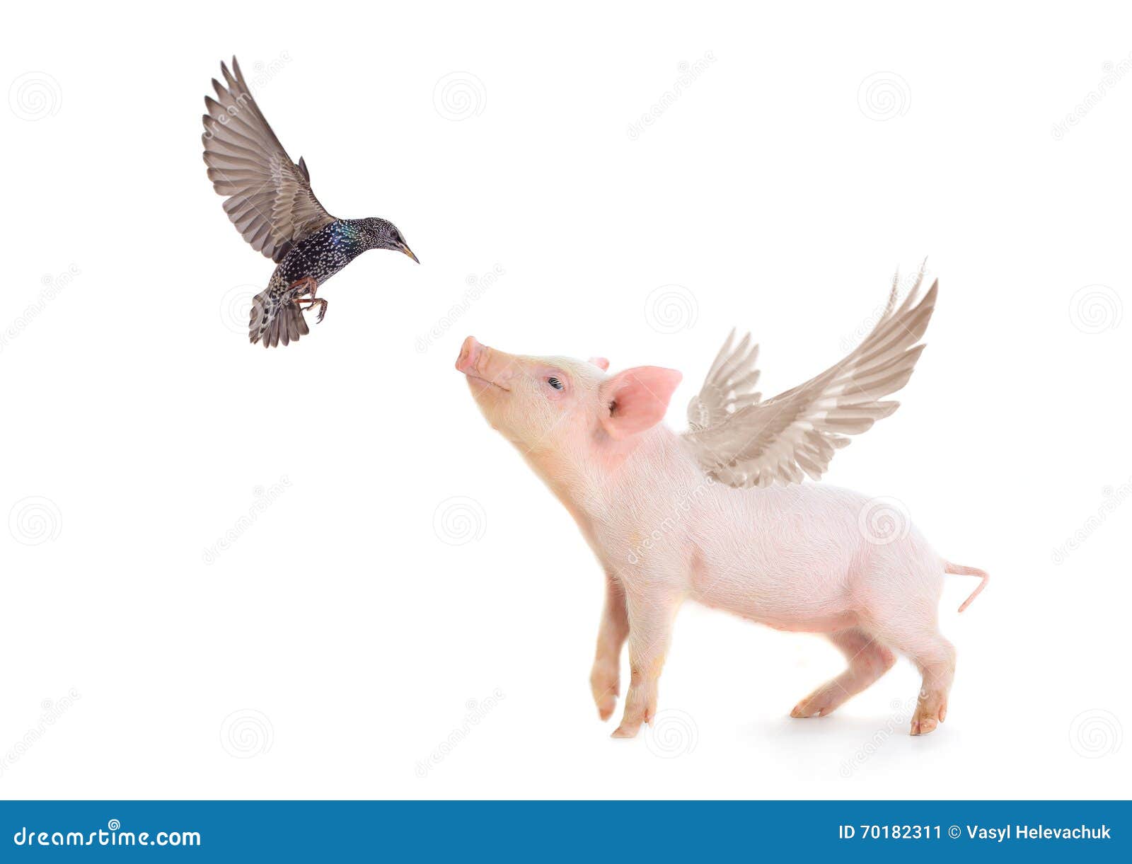 Pig and bird stock image. Image of animal, black, shot 70182311