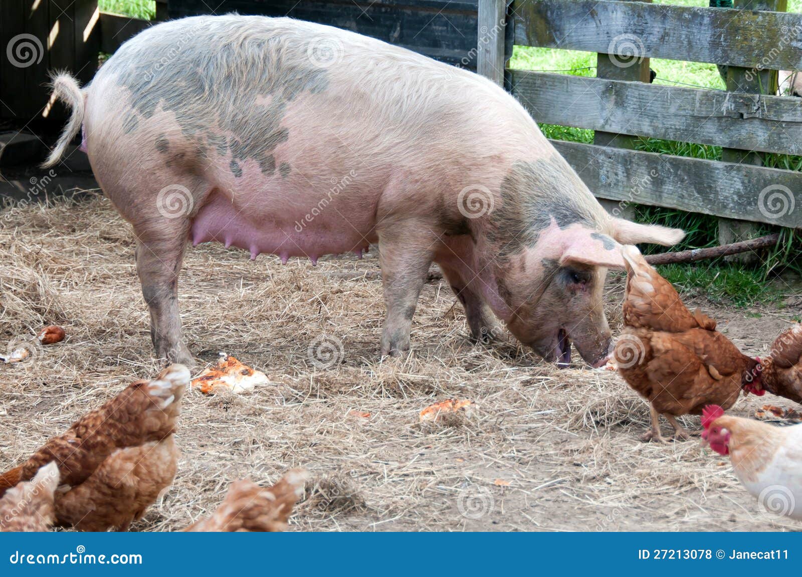 Pig and chickens stock photo. Image of freerange, eating 27213078