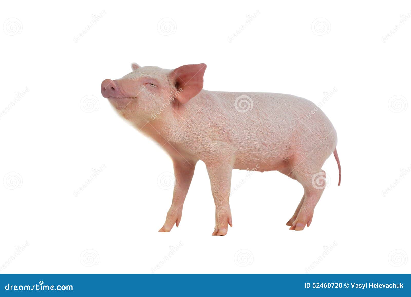 Pig stock photo. Image of animals, pork, profile, studio 52460720