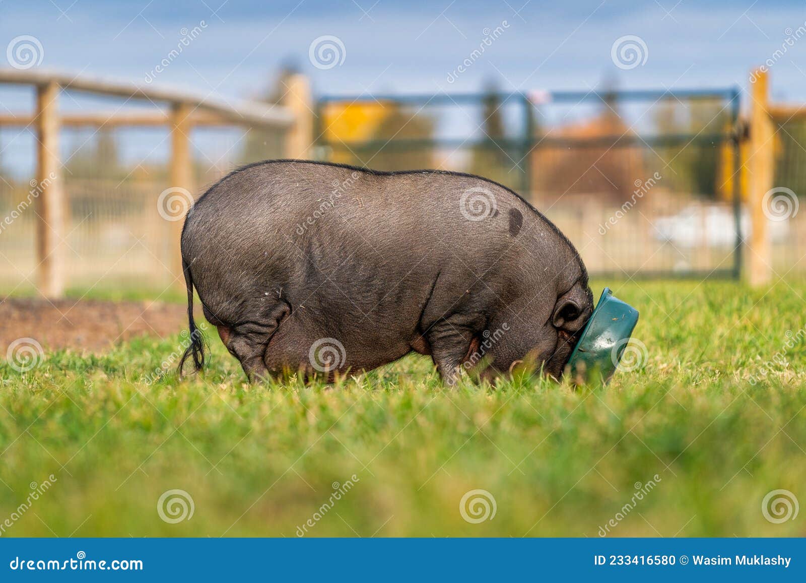 Pig Eating from Bowl in the Grass on a Farm Stock Photo Image of