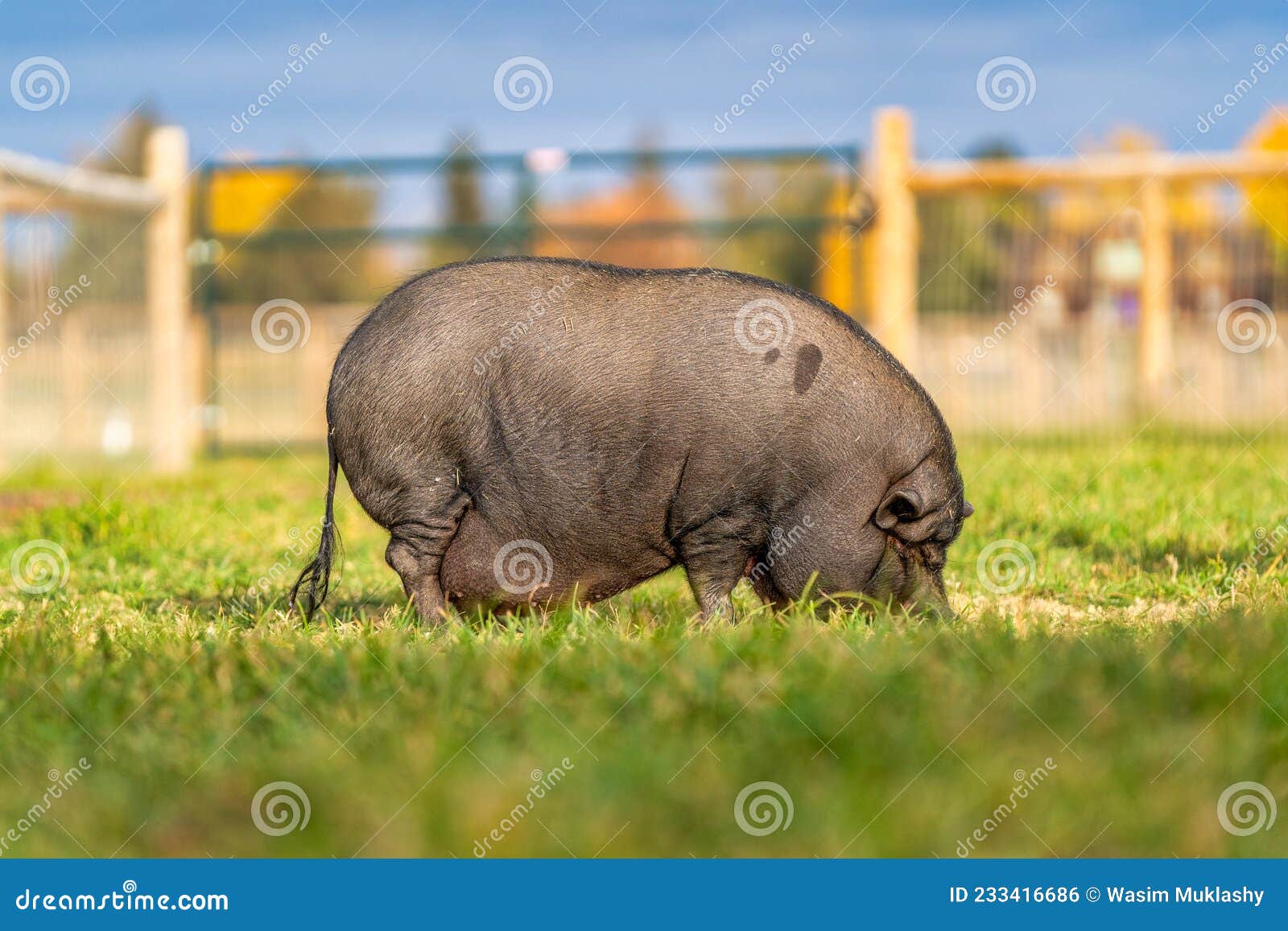 Pig Eating from Bowl in the Grass on a Farm Stock Photo Image of