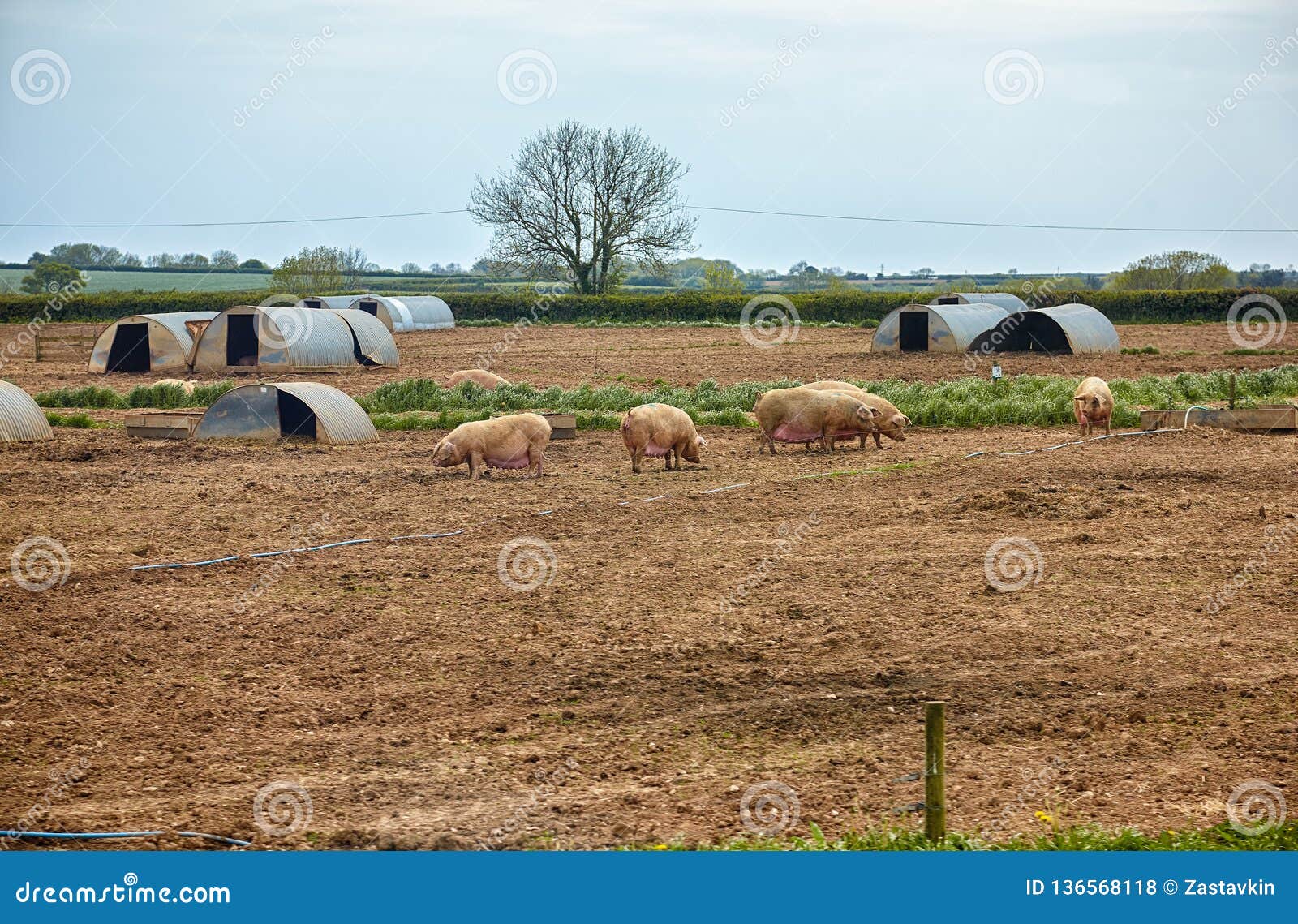 the pig farm in devon. england