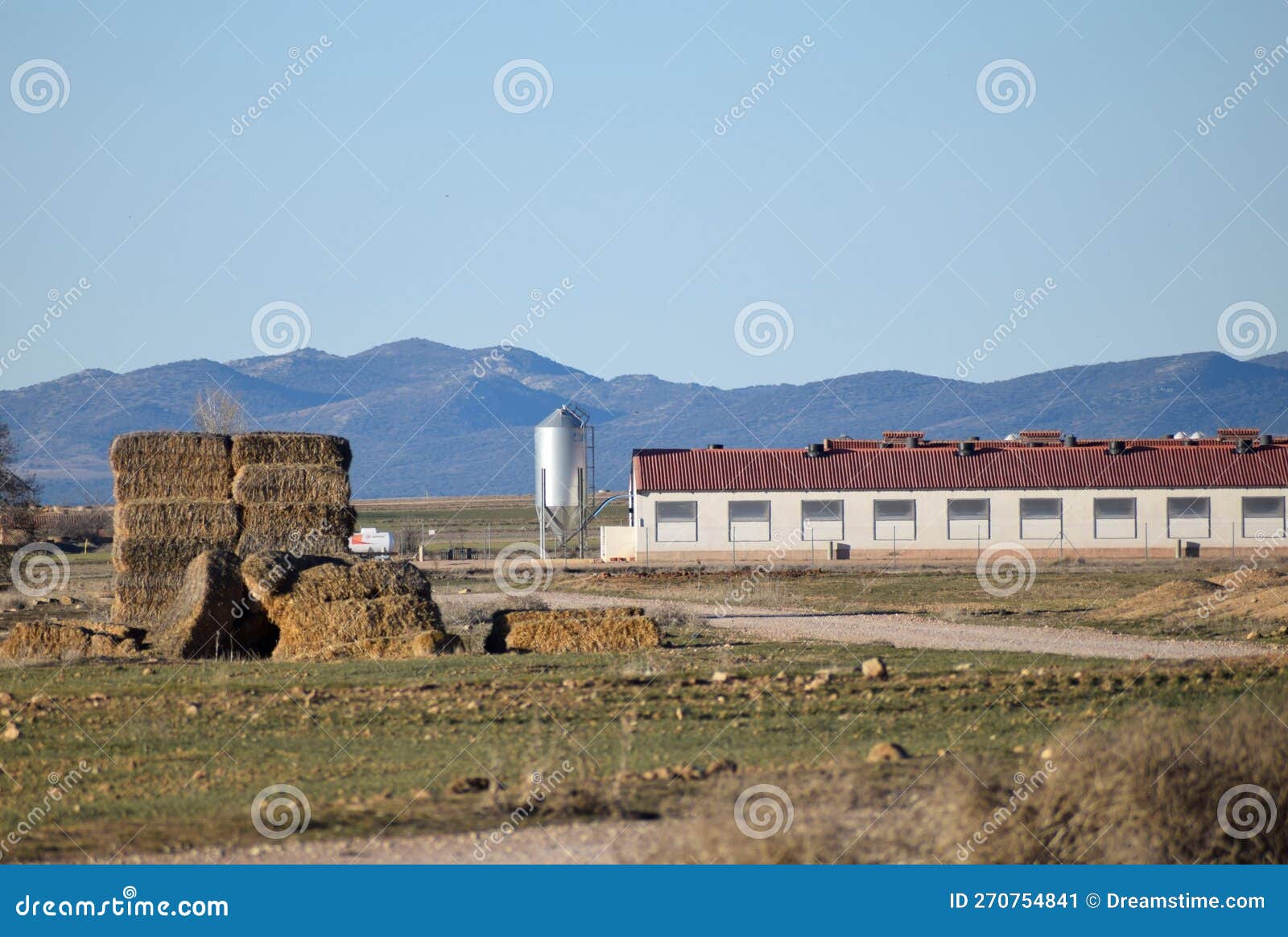 pig farm, industrial farm in the countryside with thousands of animals