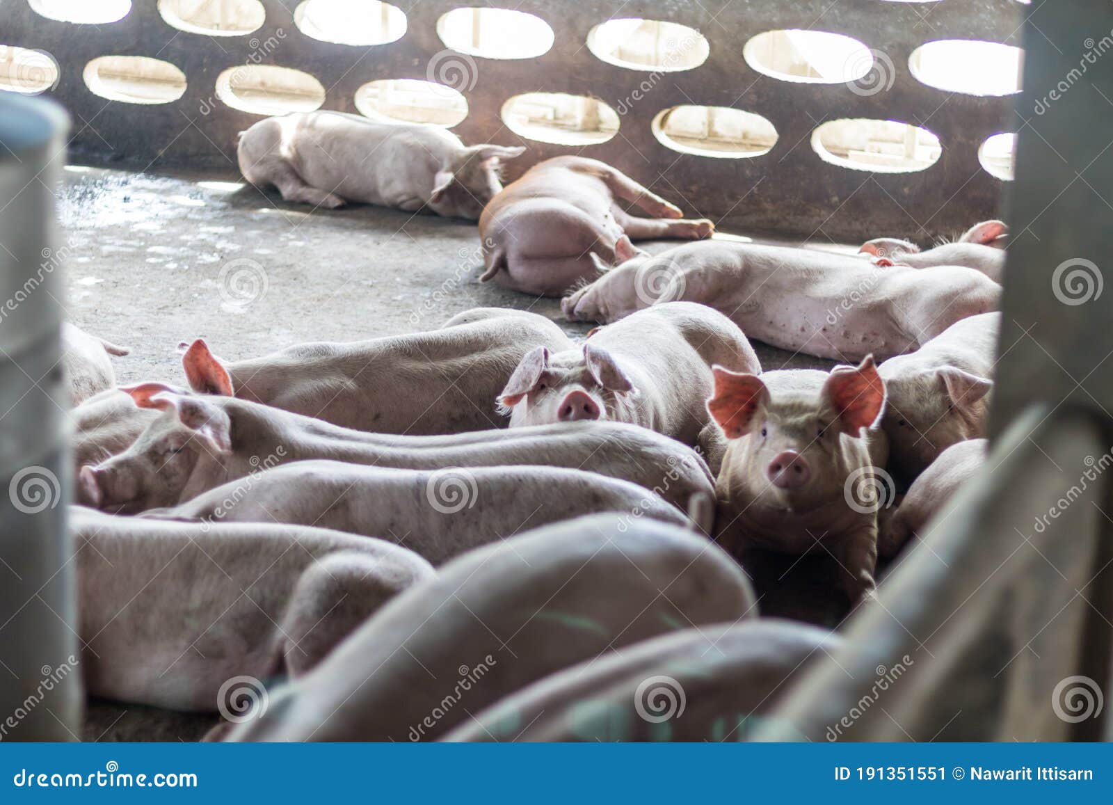 A Pig in a Ragged Farm after Eating Food. Stock Image - Image of swine,  gross: 191351551