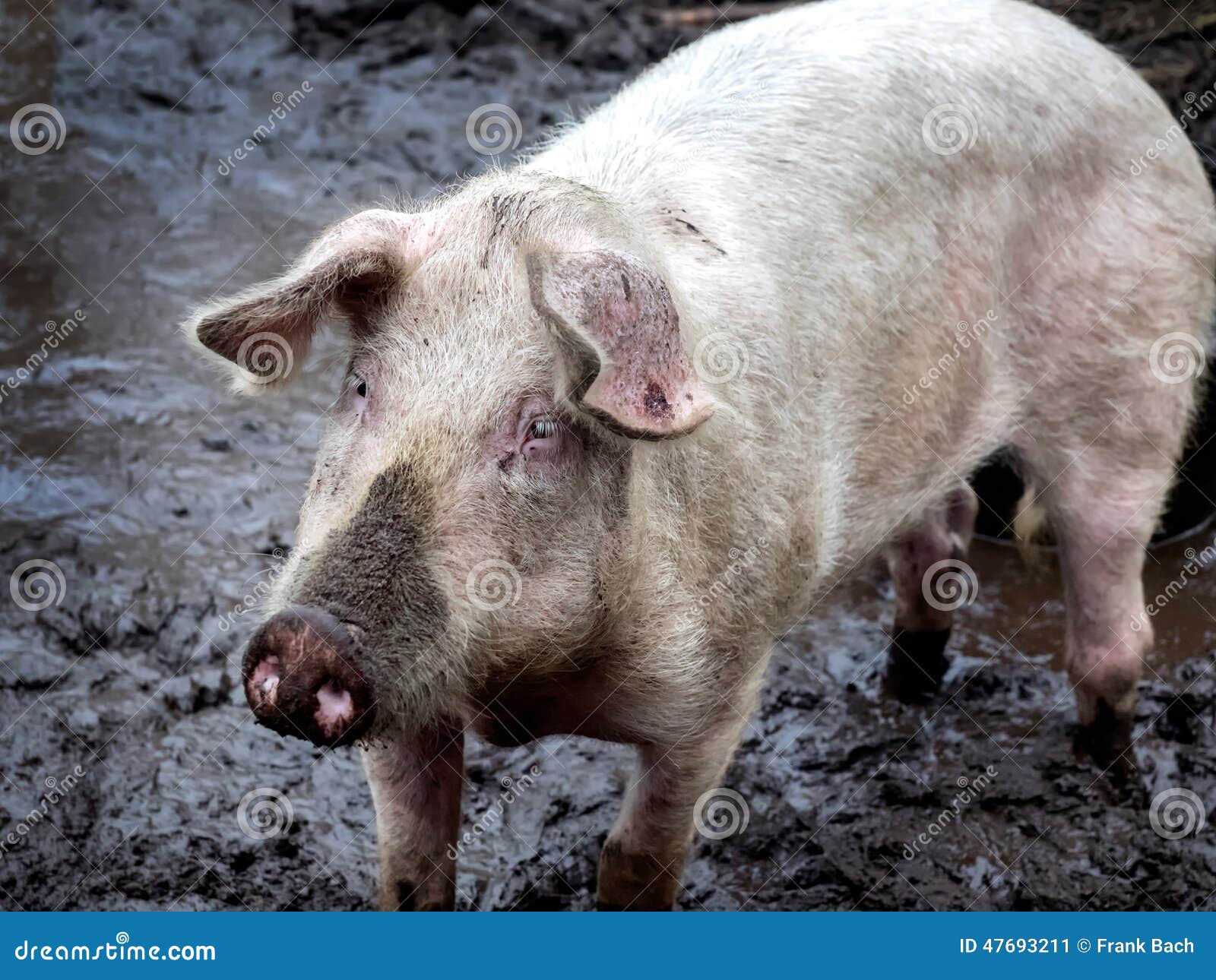 Pig on a Farm Running Outdoors in Dirt Stock Image Image of snout