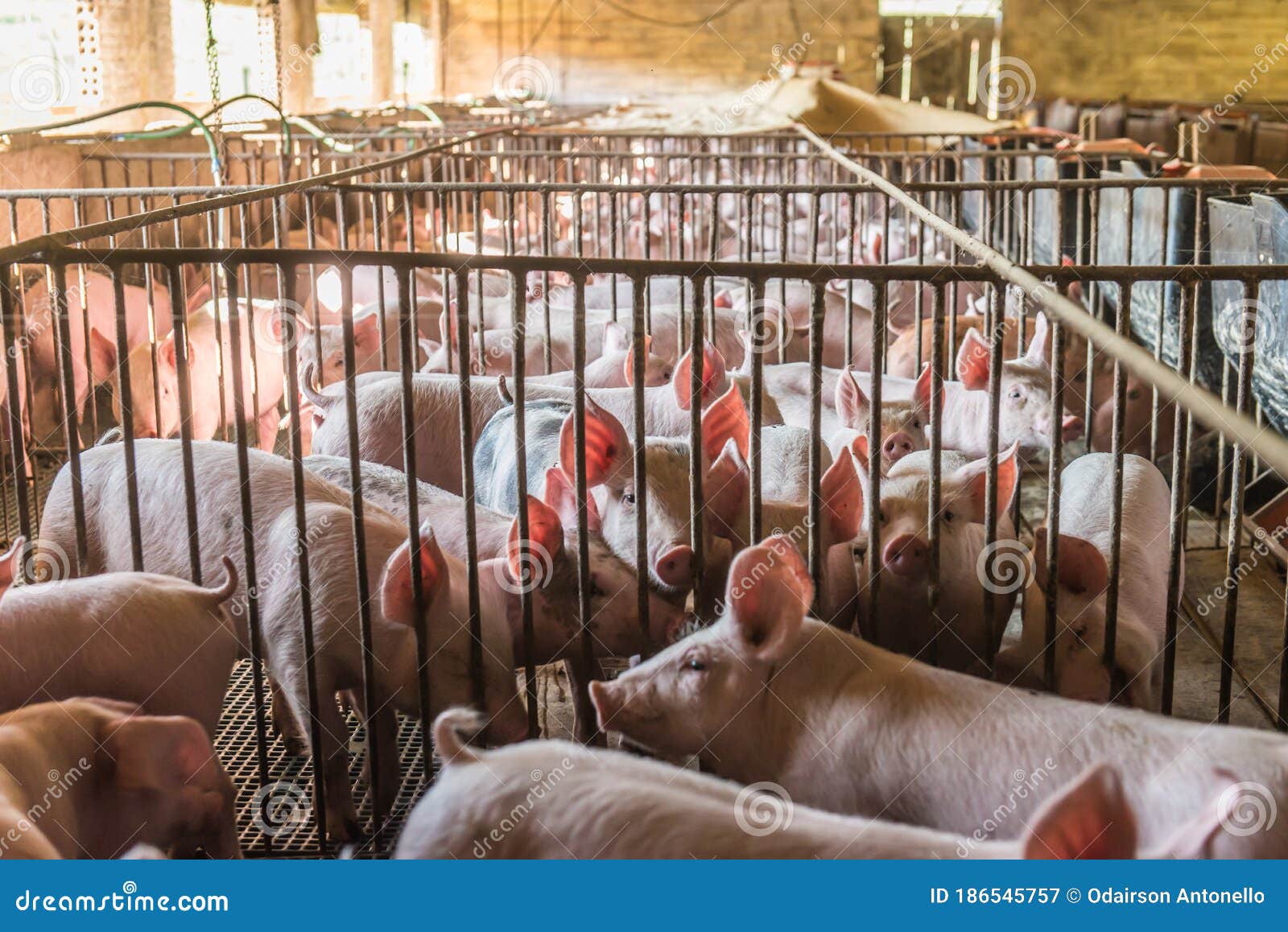 pig farms in confinement mode.
