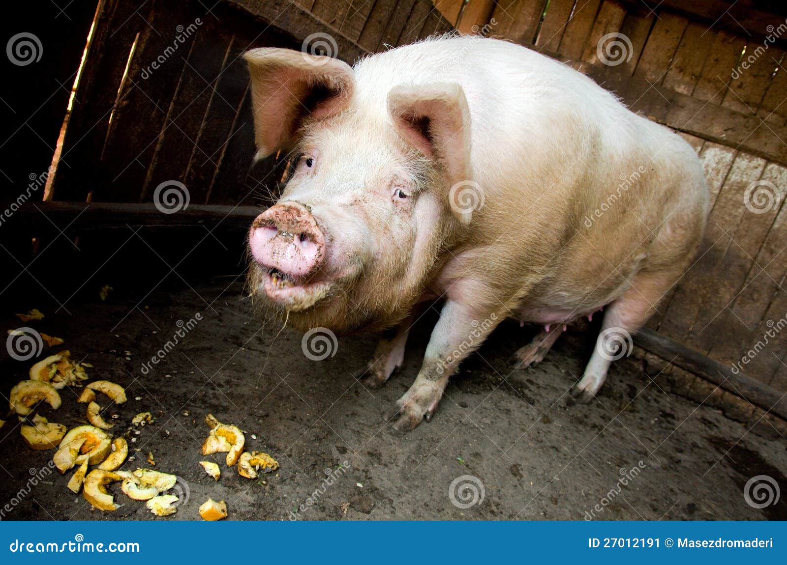 Pig feeding stock image. Image of enclosure, stall, domestic 27012191