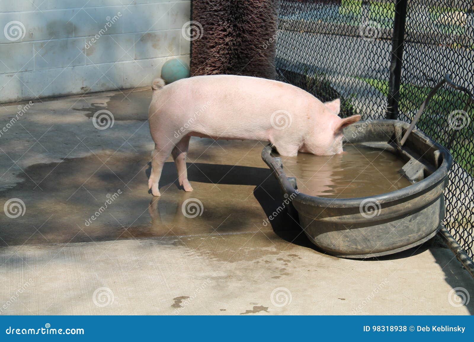 Pig Getting a Drink of Water Stock Photo Image of drink, water 98318938