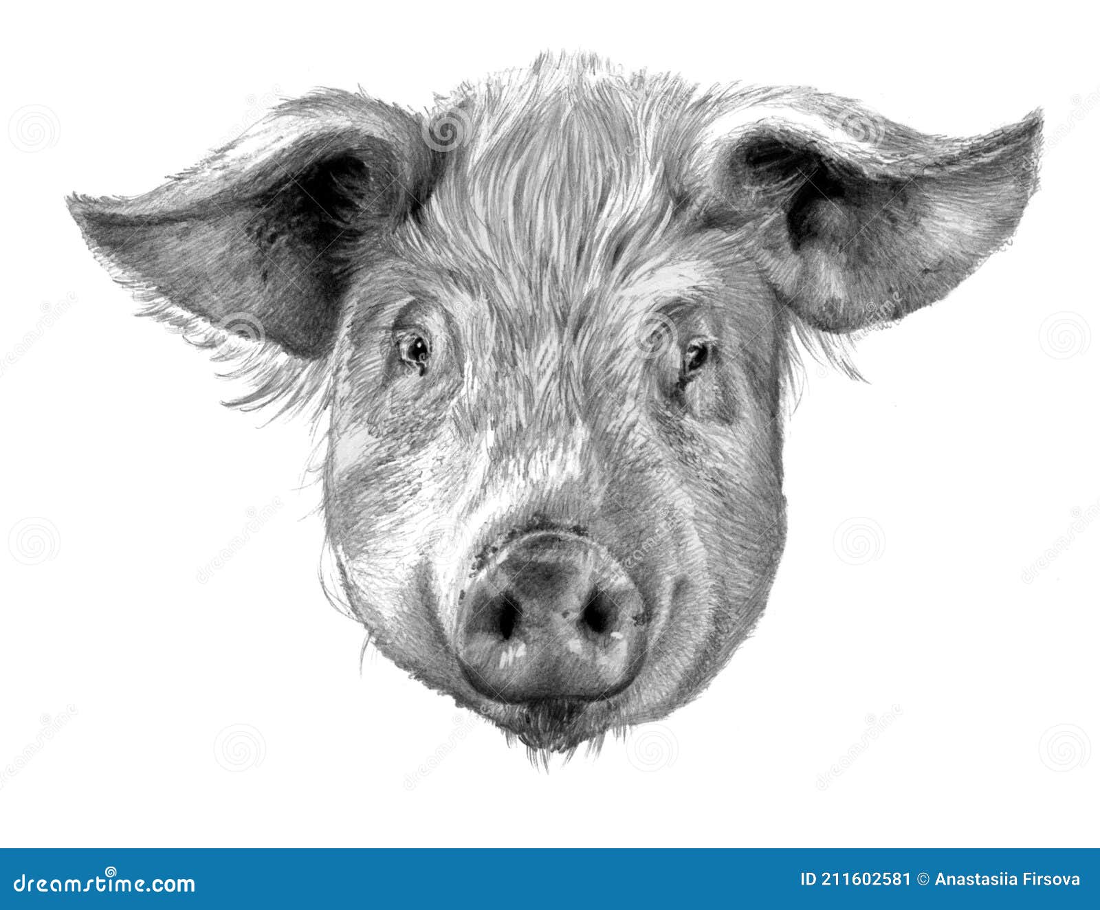 Pig Head. Realistic Detailed Drawing of Animal Stock Illustration -  Illustration of hoofed, farming: 211602581
