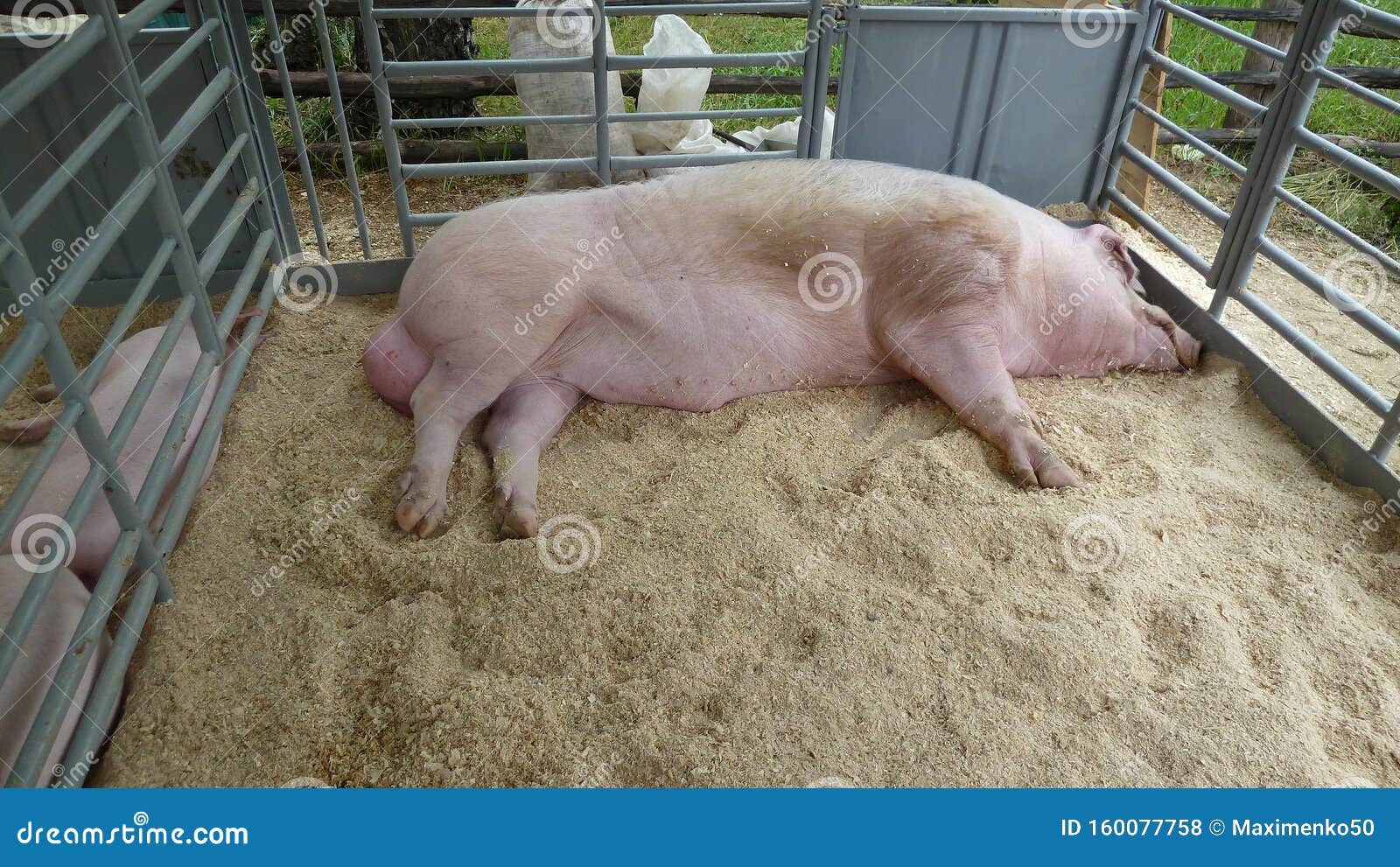 215 Animal Testicles Stock Photos - Free & Royalty-Free Stock Photos from Dreamstime 215 Animal Testicles Stock Photos - Free & Royalty-Free Stock Photos from Dreamstime