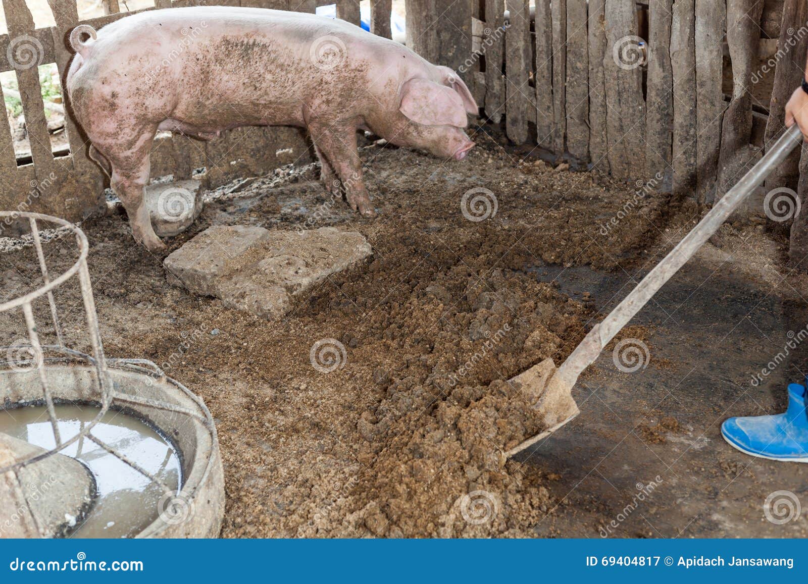 Pig Manure Was a Lap Out of the Stall. Stock Image Image of closeup
