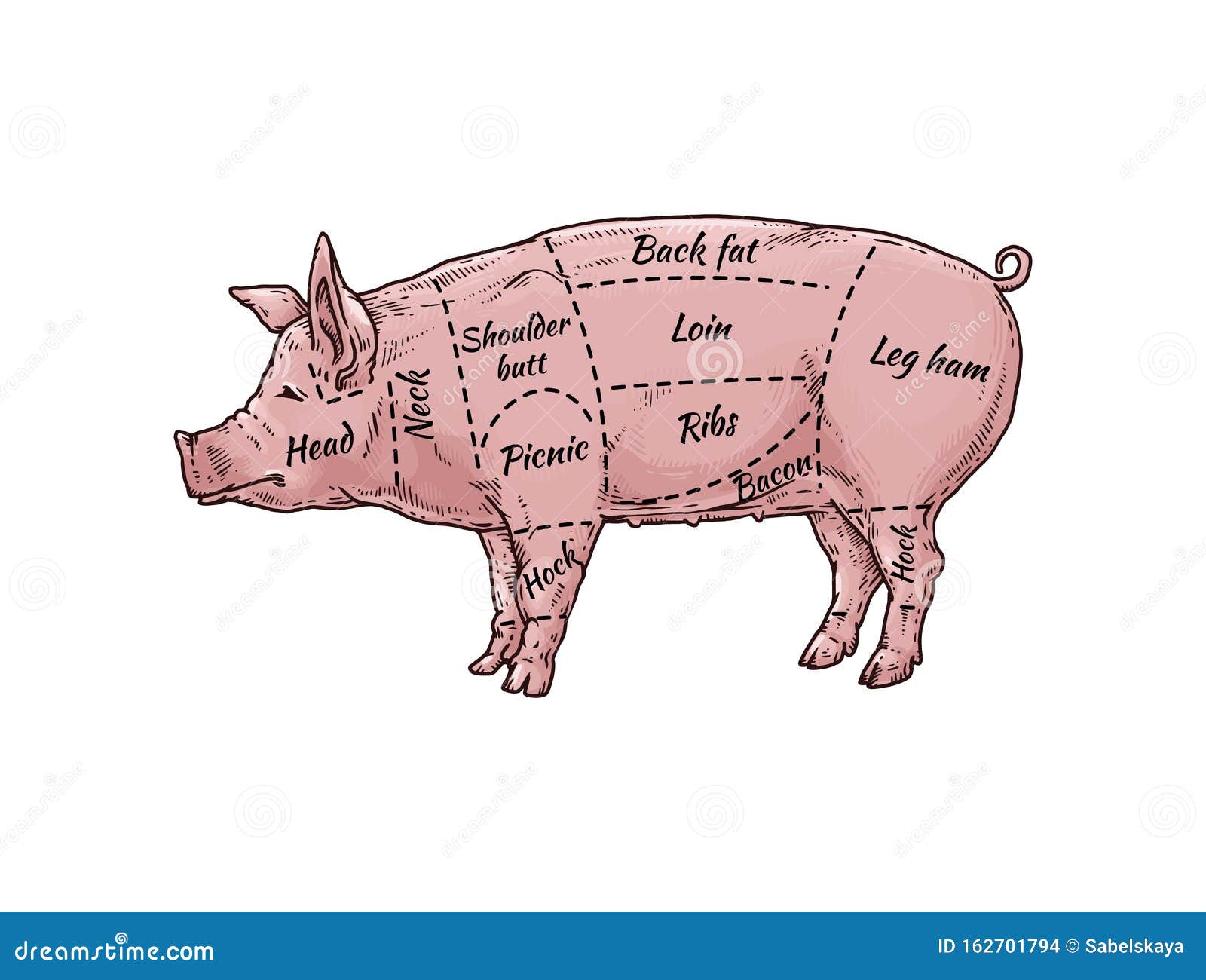 Pig Meat Body Part Guide for Butcher Shop - Hand Drawn Pink Farm Animal  Stock Vector - Illustration of animal, pork: 162701794