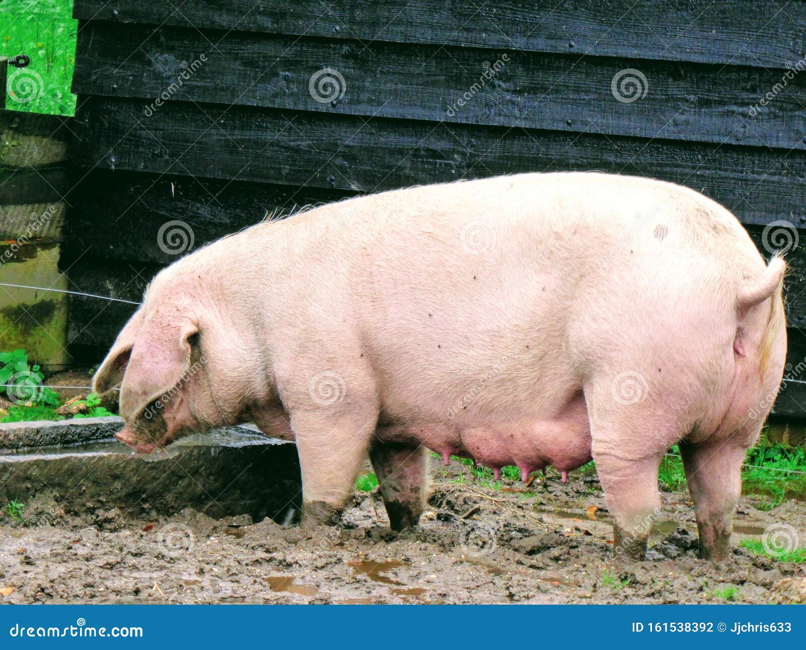 Pig in Mud, Big Pink Pigs Outside in Field, Happy Farm Animal. Stock Photo - Image of adult, pigs: 161538392 Pig in Mud, Big Pink Pigs Outside in Field, Happy Farm Animal. Stock Photo - Image of adult, pigs: 161538392