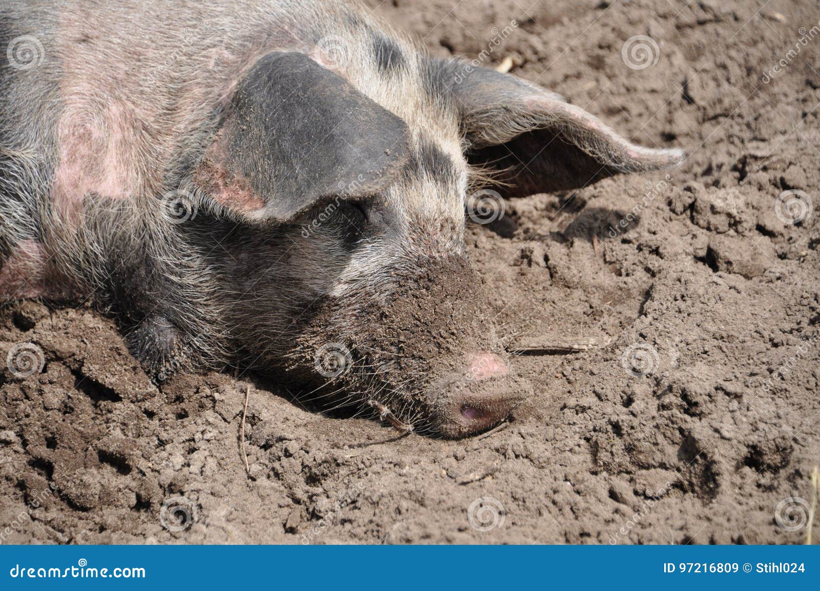 Pig in muddy dirt stock image. Image of farm, earth, muddy 97216809