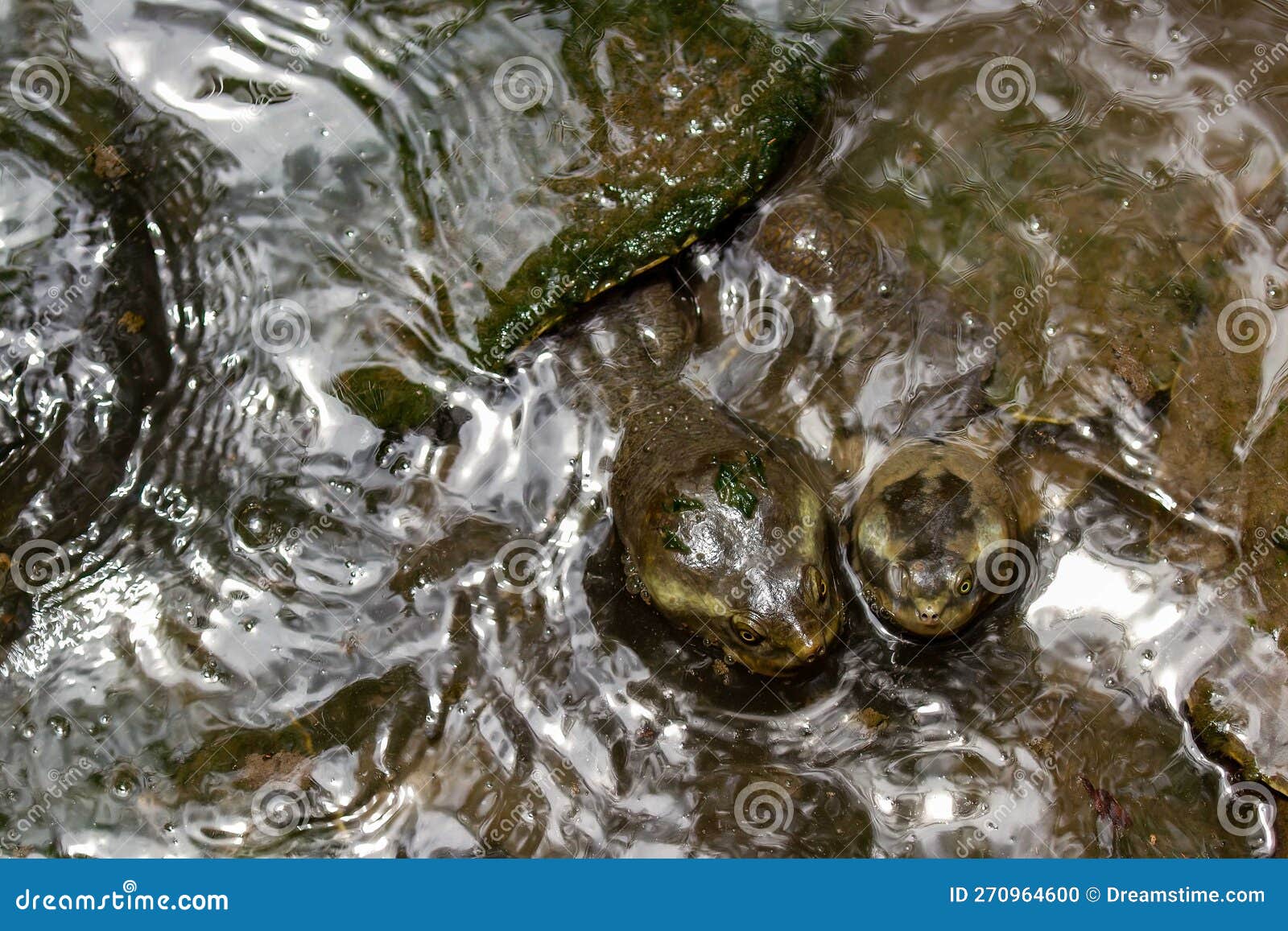 pig nosed turtle abstraction