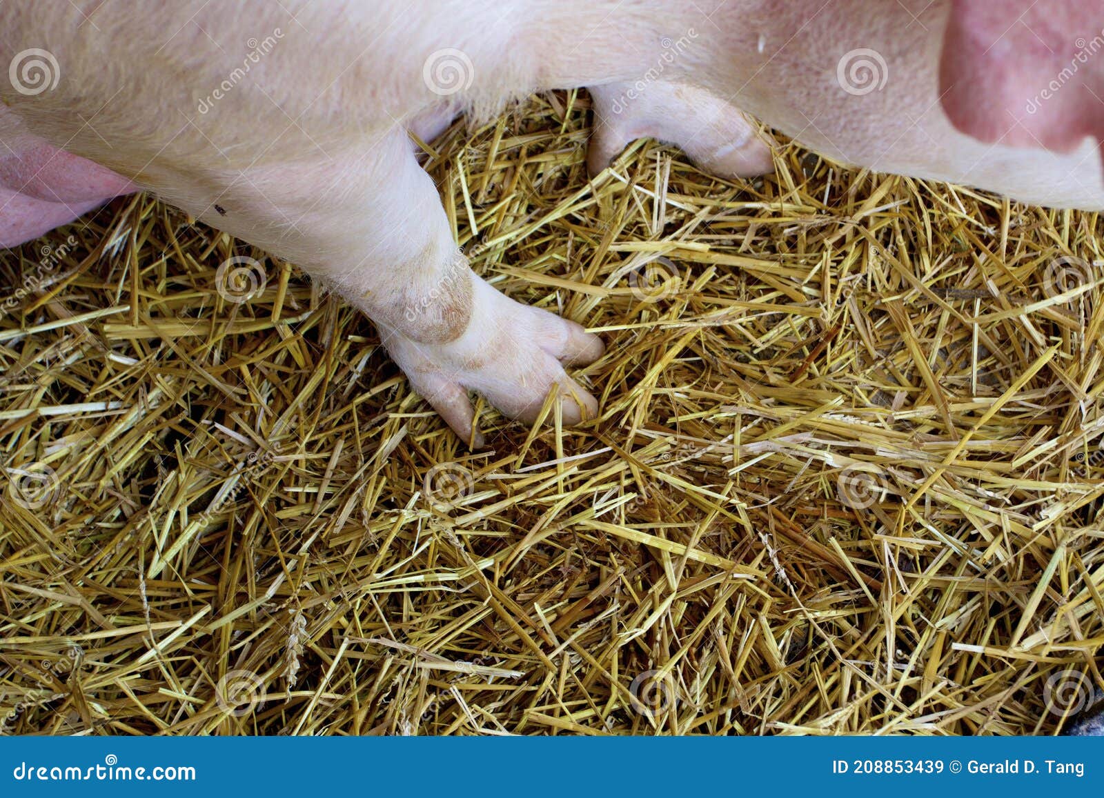 pigs foot 846776'