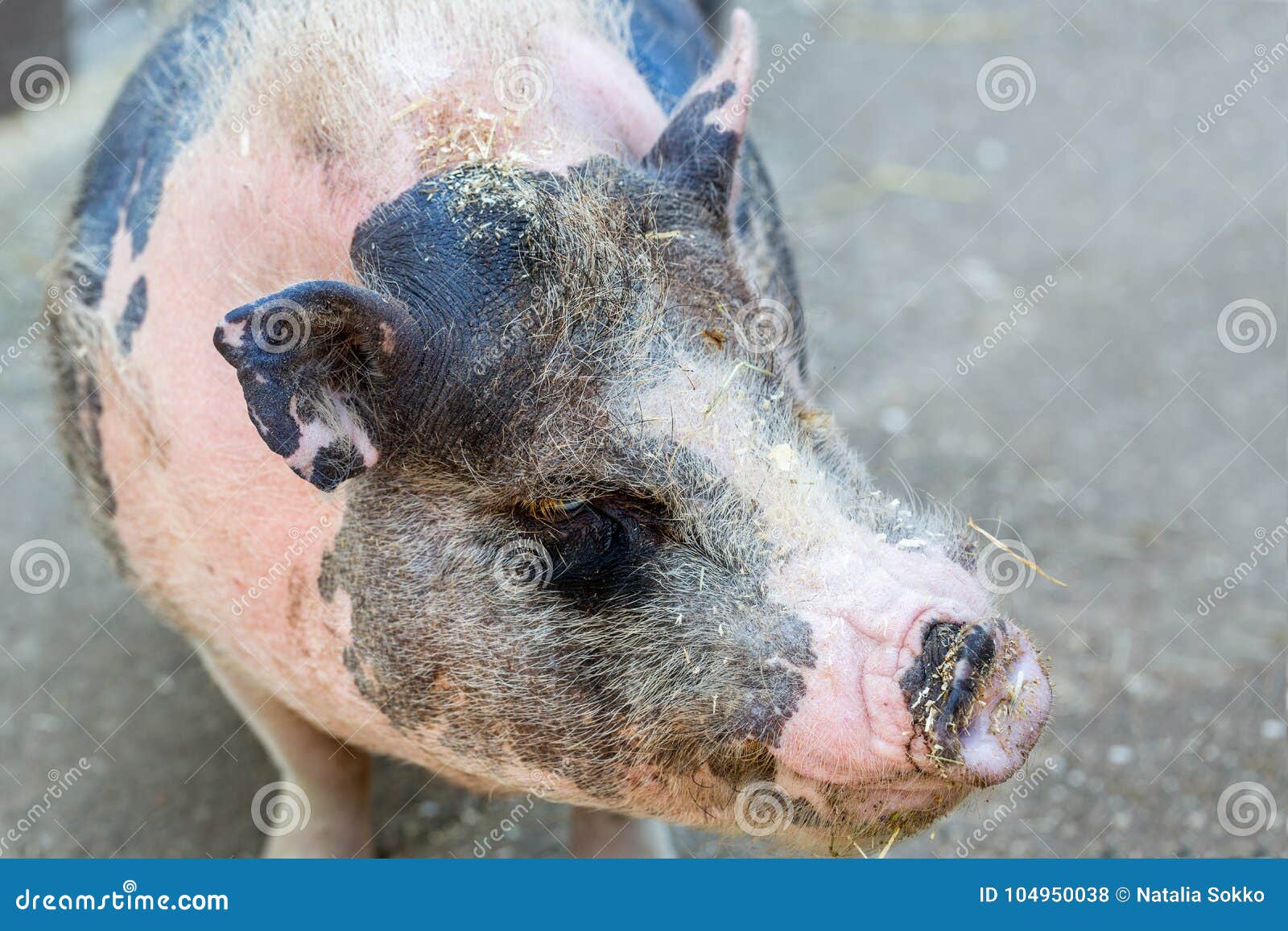 pig muzzle