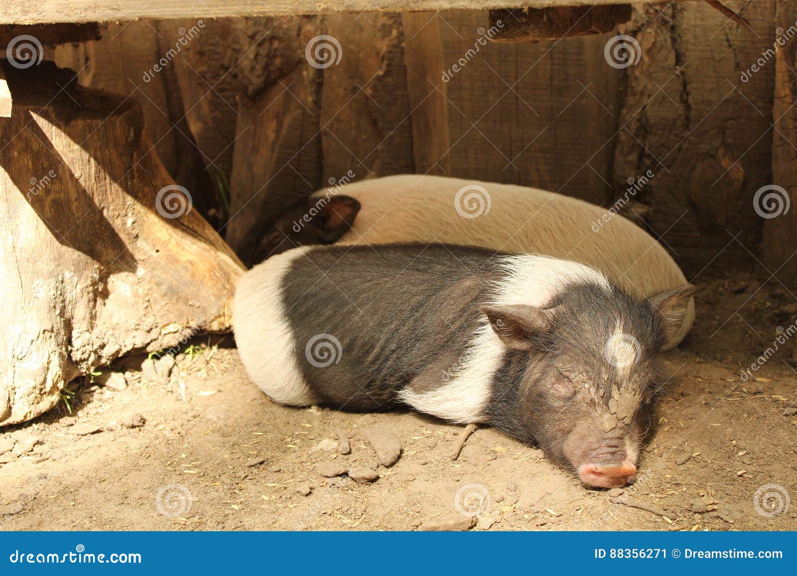 Pig stock image. Image of animals, funny, cute, sleepy 88356271