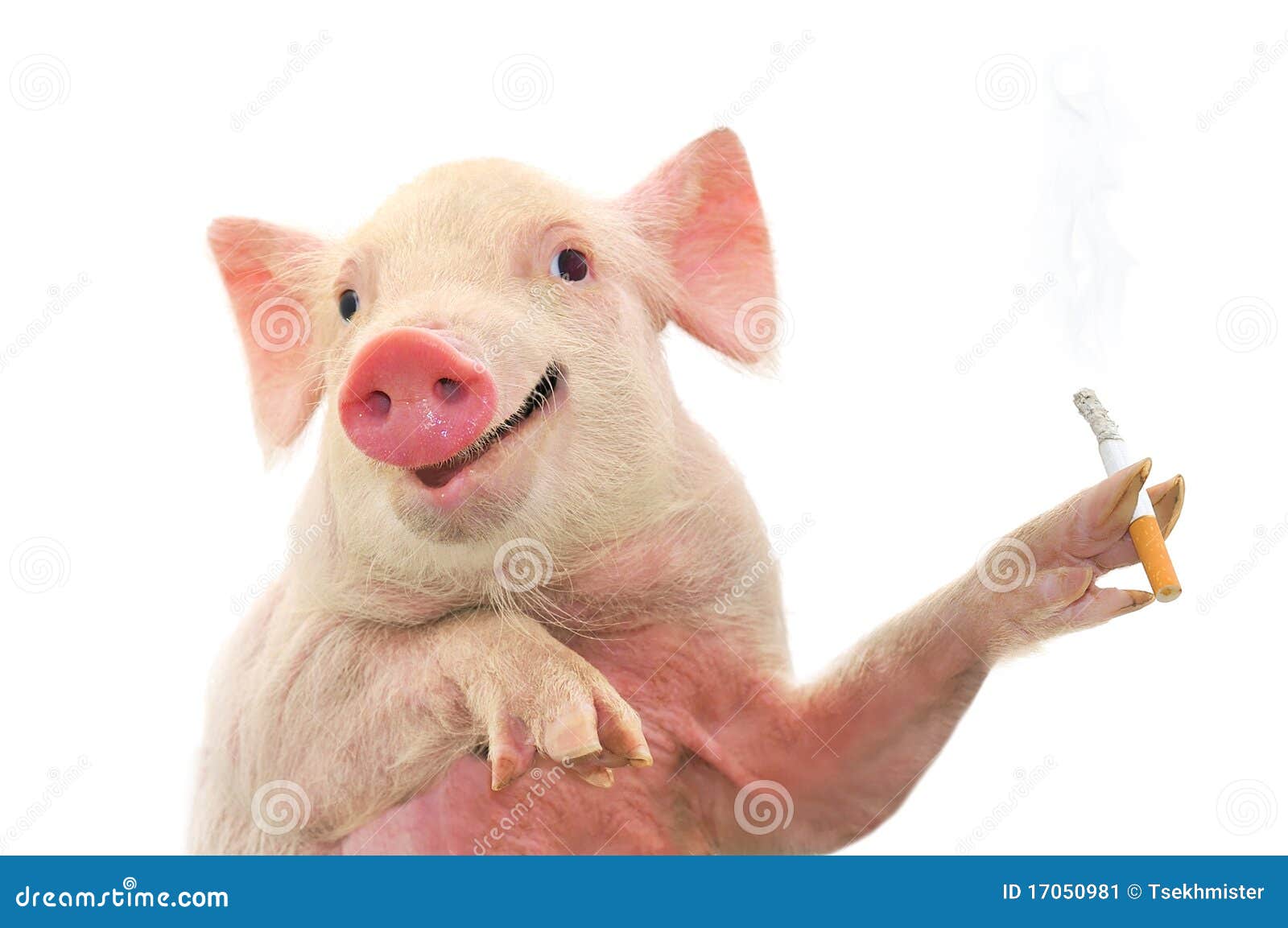 Pig Smoking Cigarette Stock Image Image 17050981