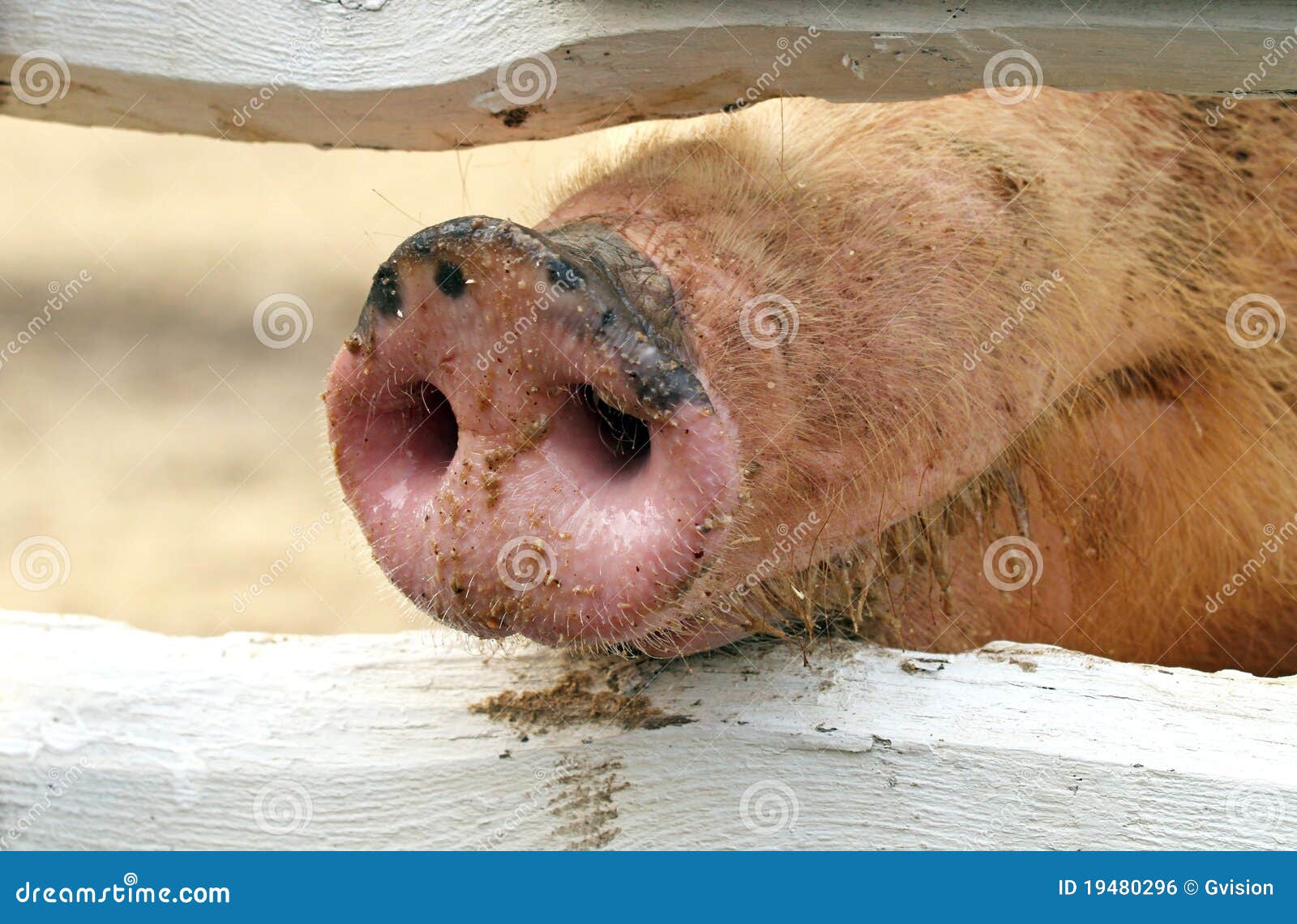 pig snout