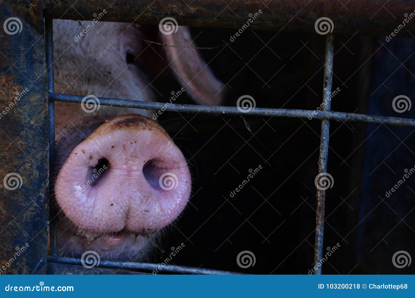 Pig snout stock photo. Image of sniff, pink, snort, curious 103200218
